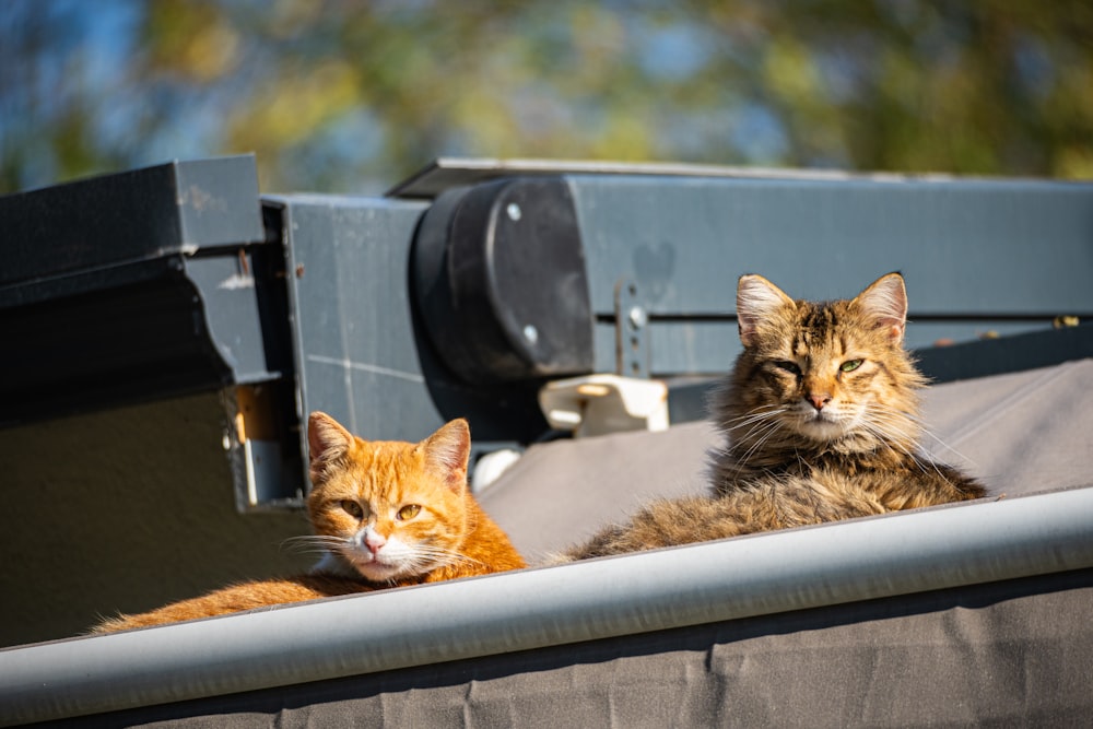 a couple of cats laying on top of a roof