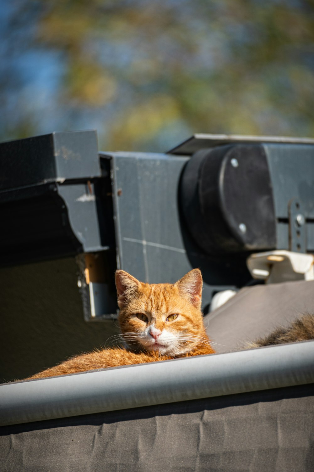 an orange cat laying on top of a metal object