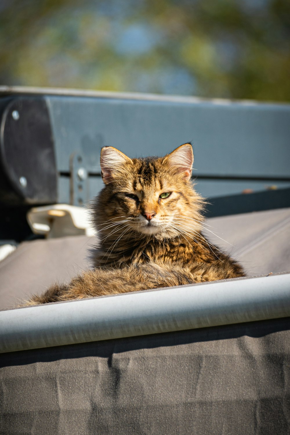 a cat sitting on top of a metal roof