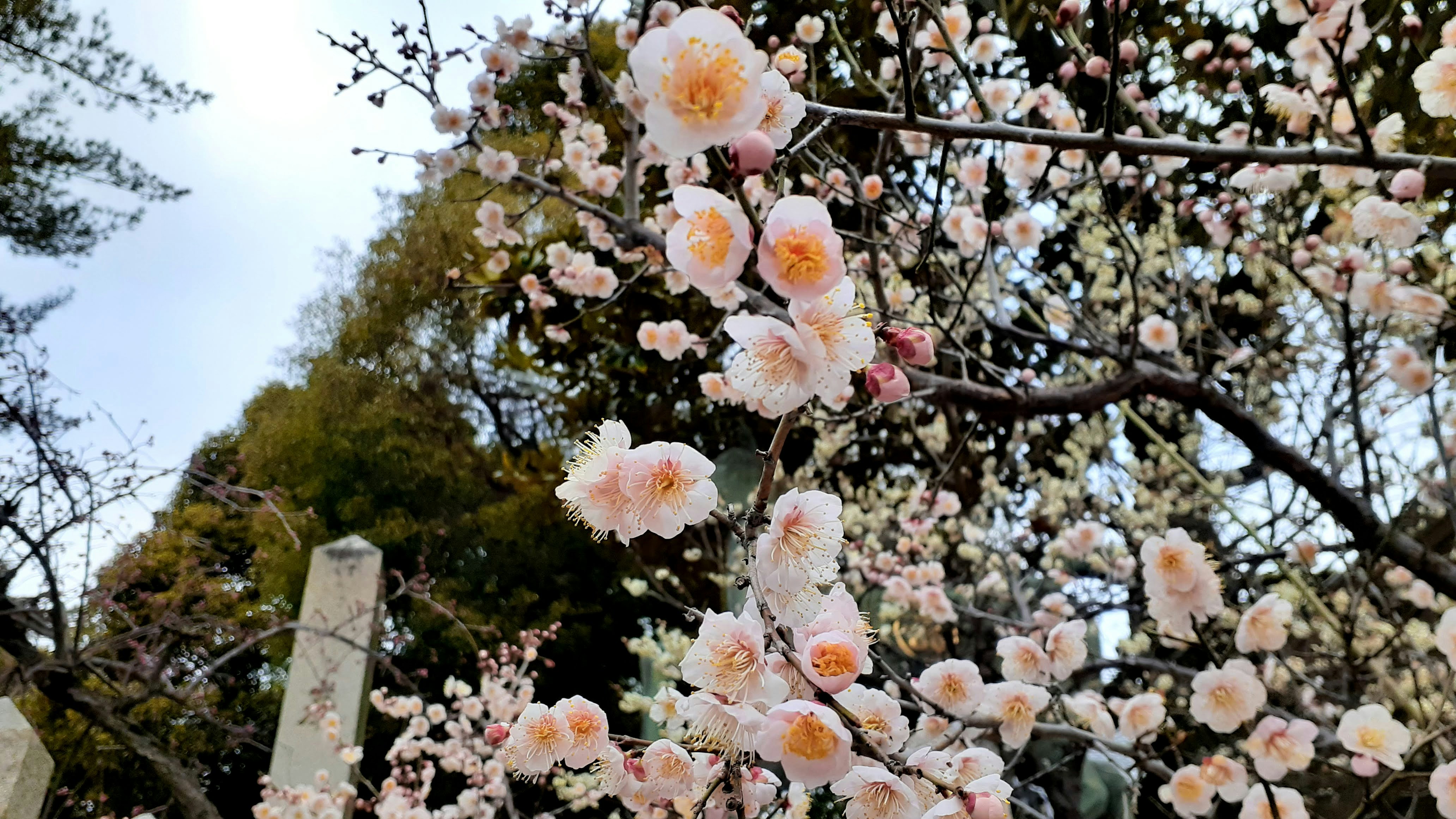 a cemetery with a bunch of pink flowers on it