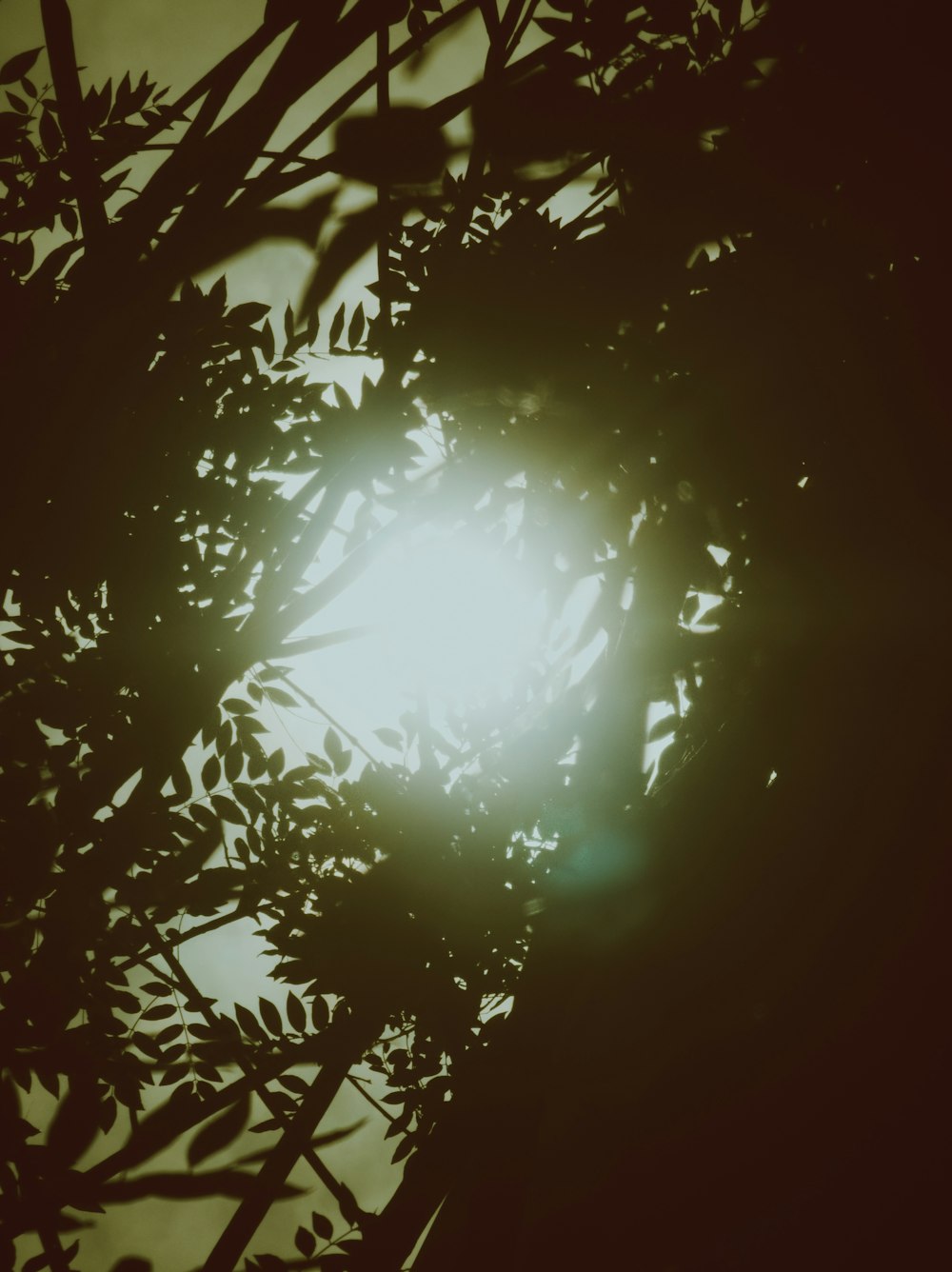 the sun shines through the branches of a tree