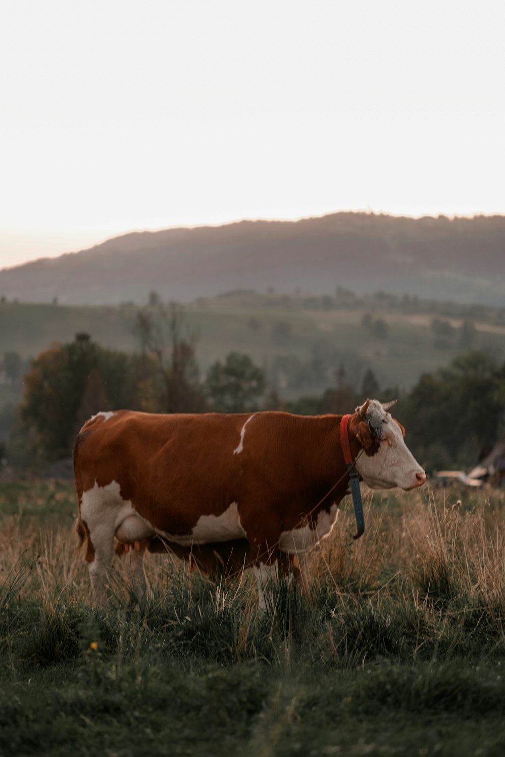 a brown and white cow standing on top of a lush green field