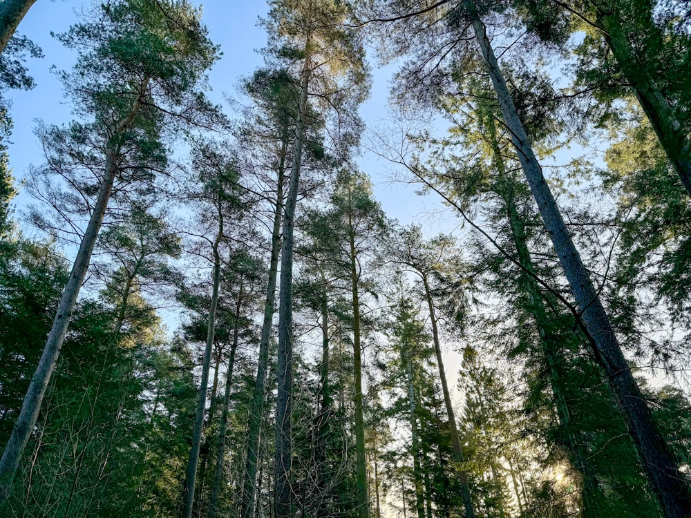 a forest filled with lots of tall trees