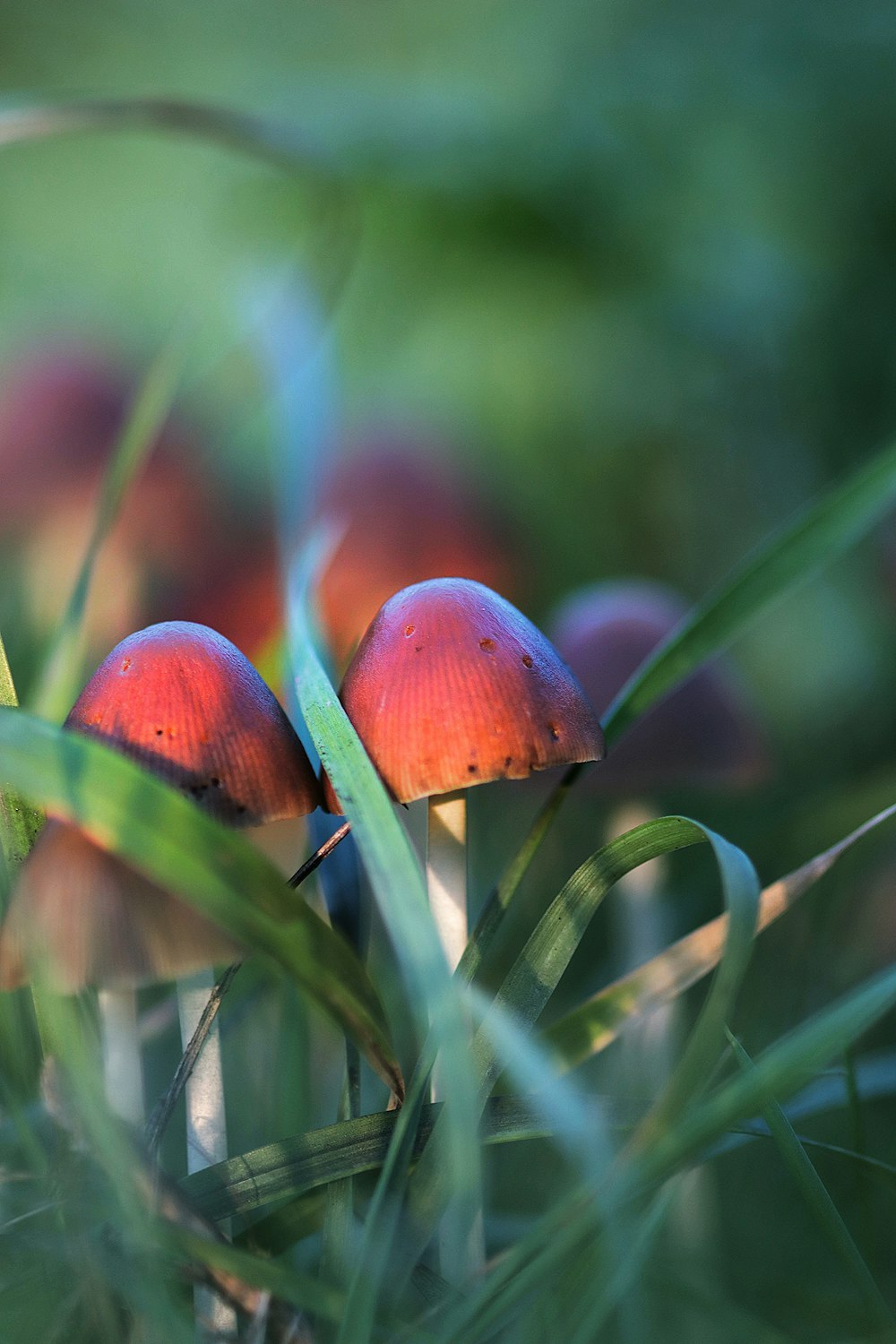 a group of small mushrooms sitting on top of a lush green field