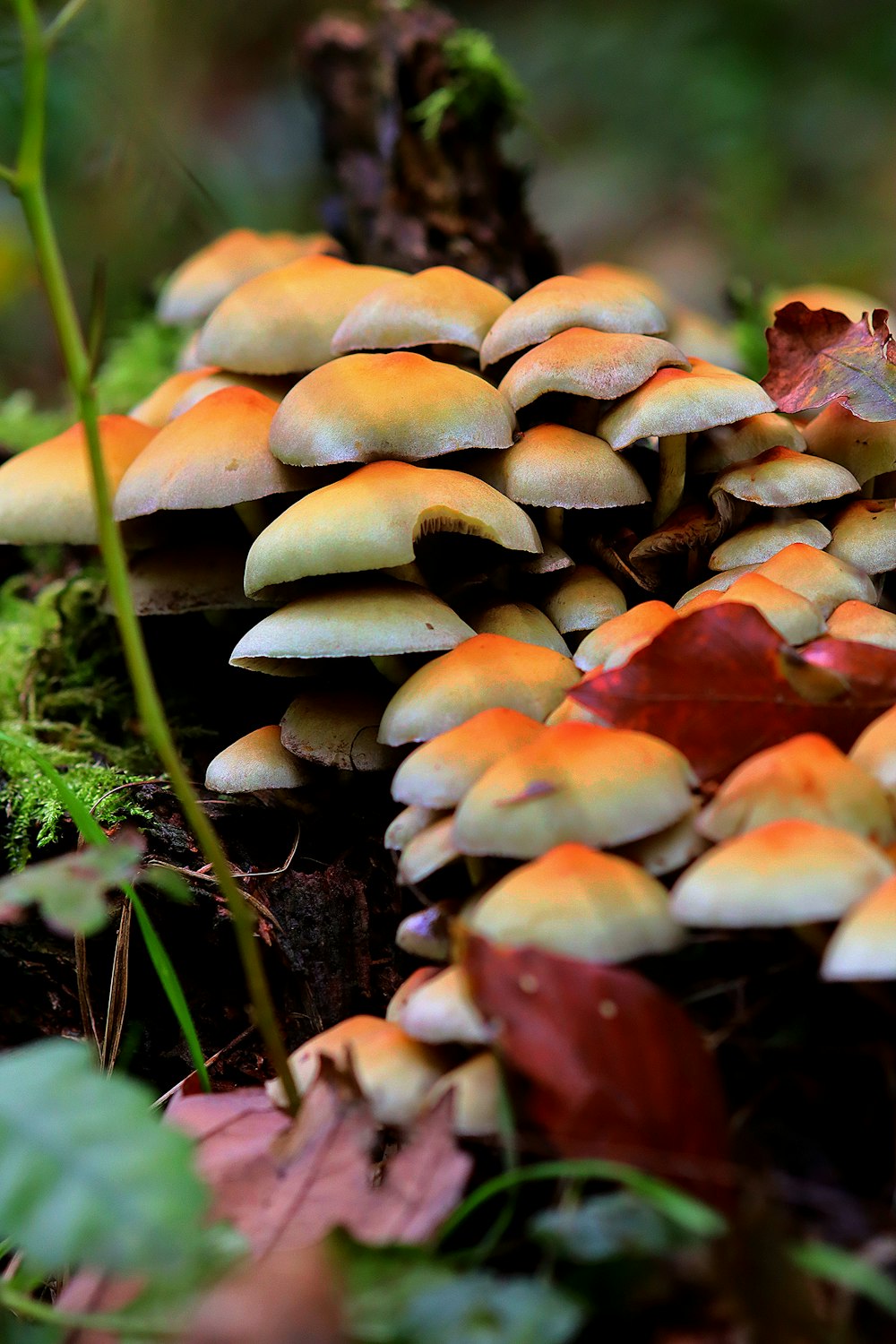 a group of mushrooms that are on the ground