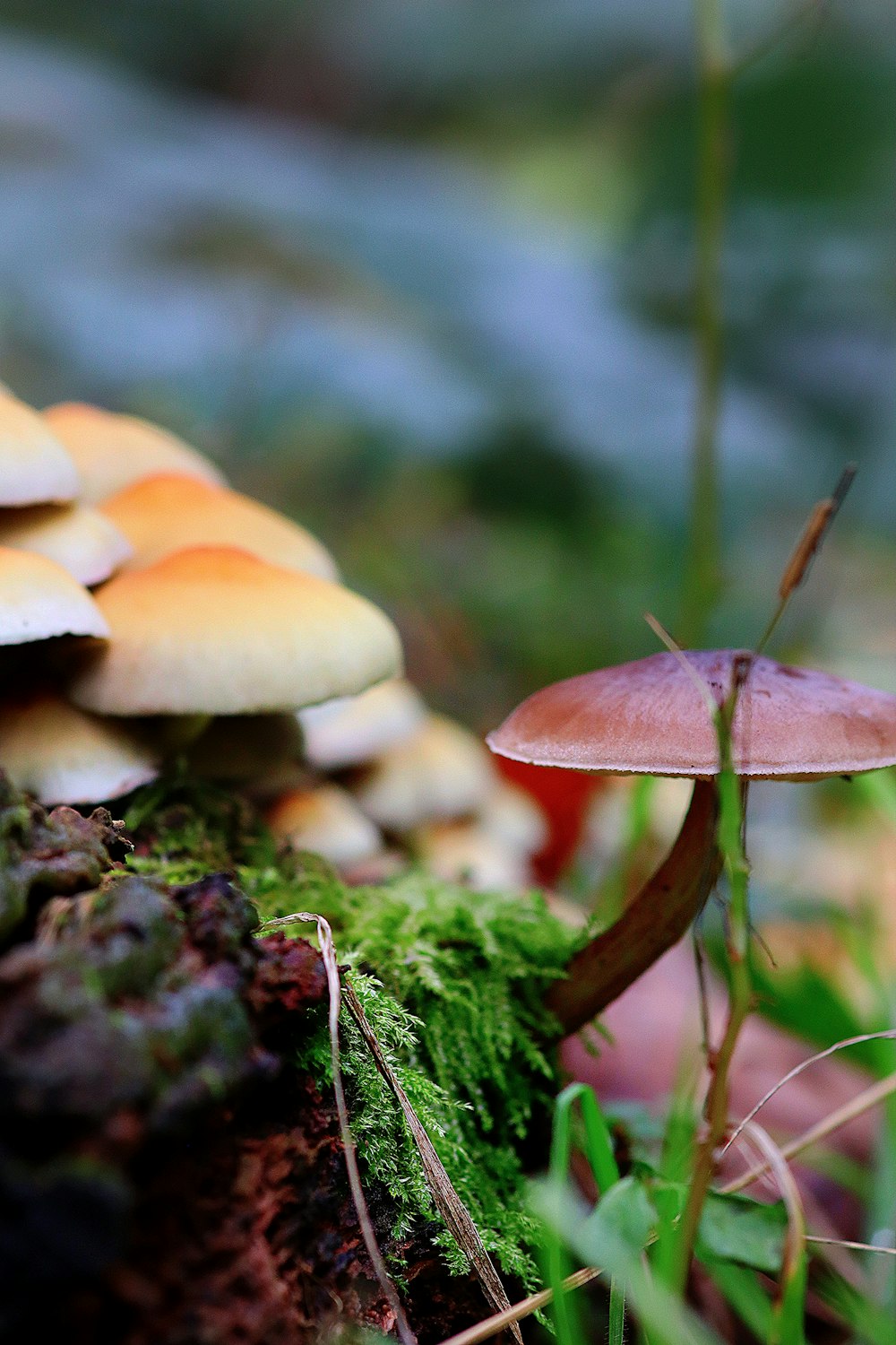 a group of mushrooms that are on the ground