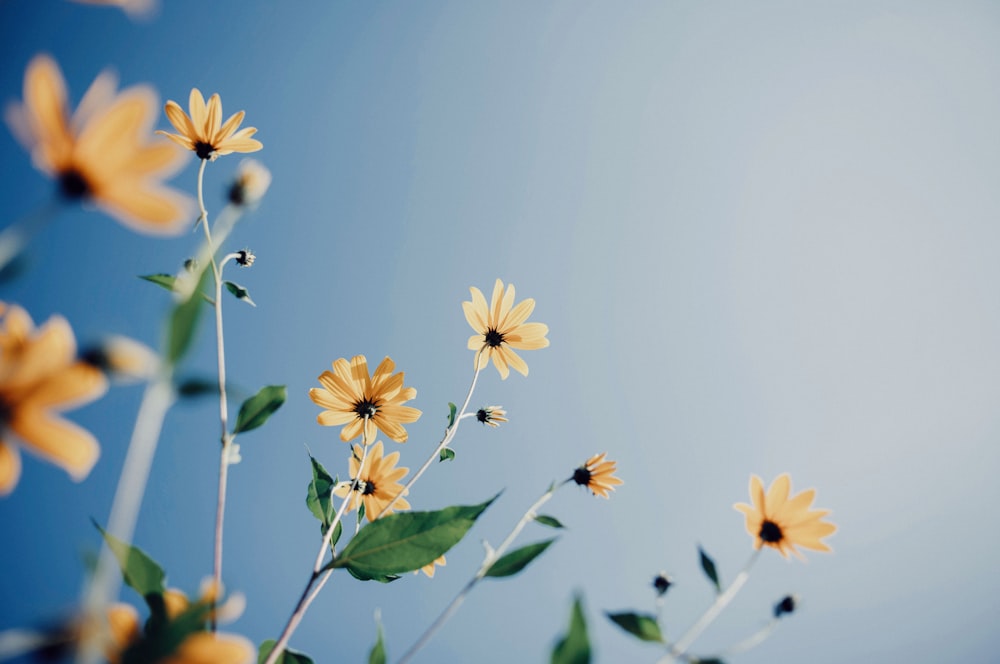 a bunch of yellow flowers with green leaves