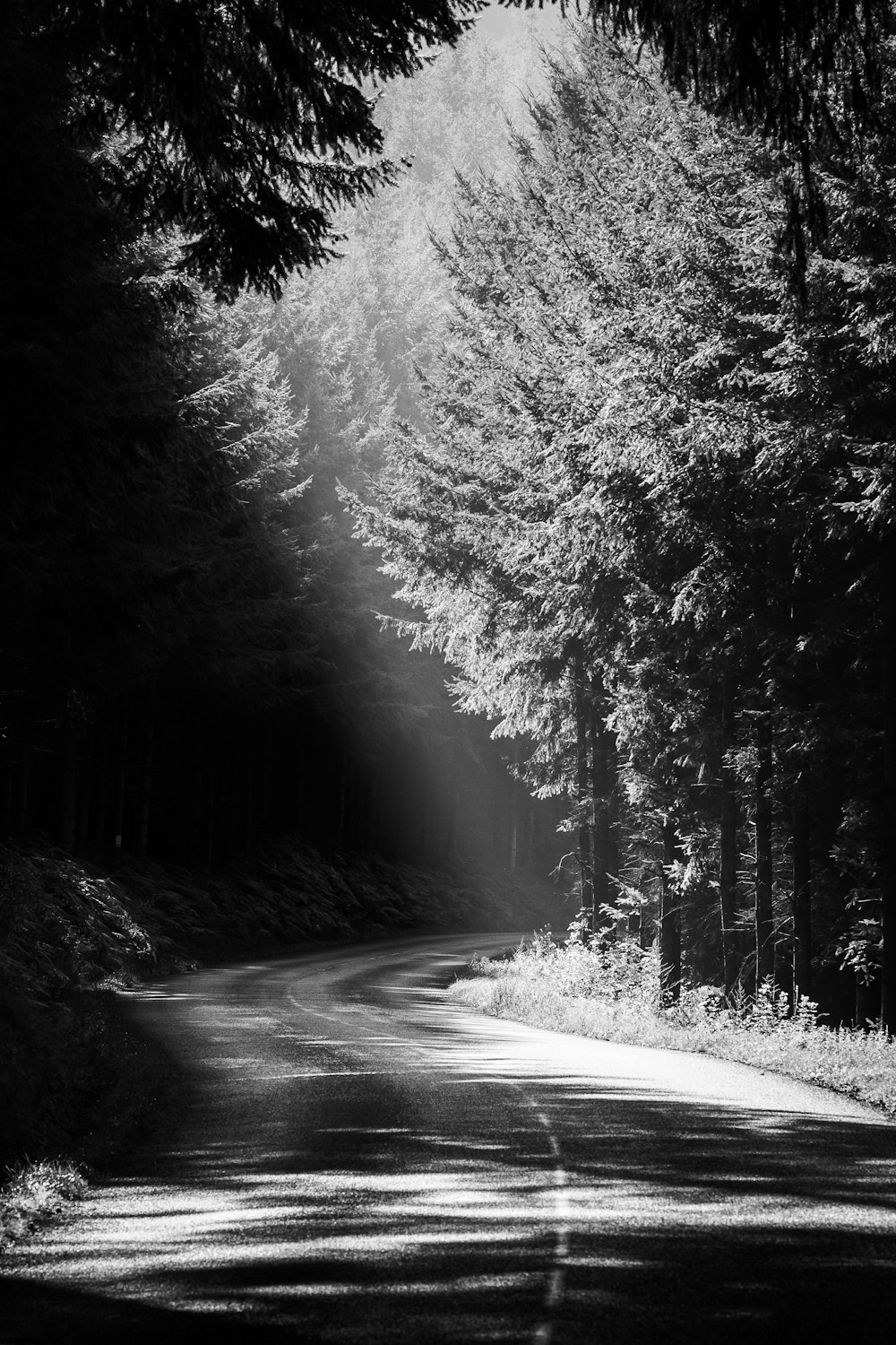 uma foto em preto e branco de uma estrada arborizada