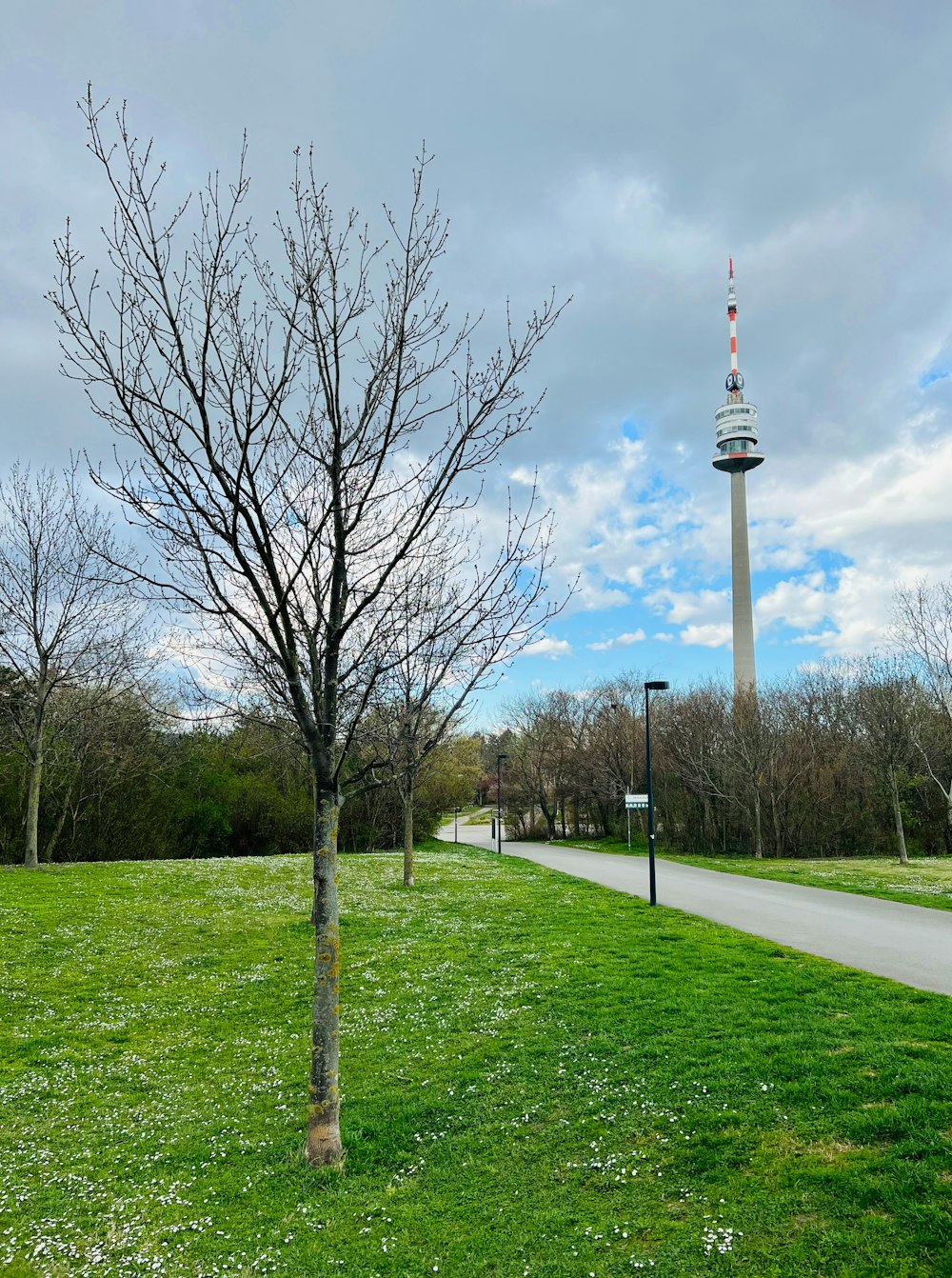 a tree with no leaves in the middle of a grassy area