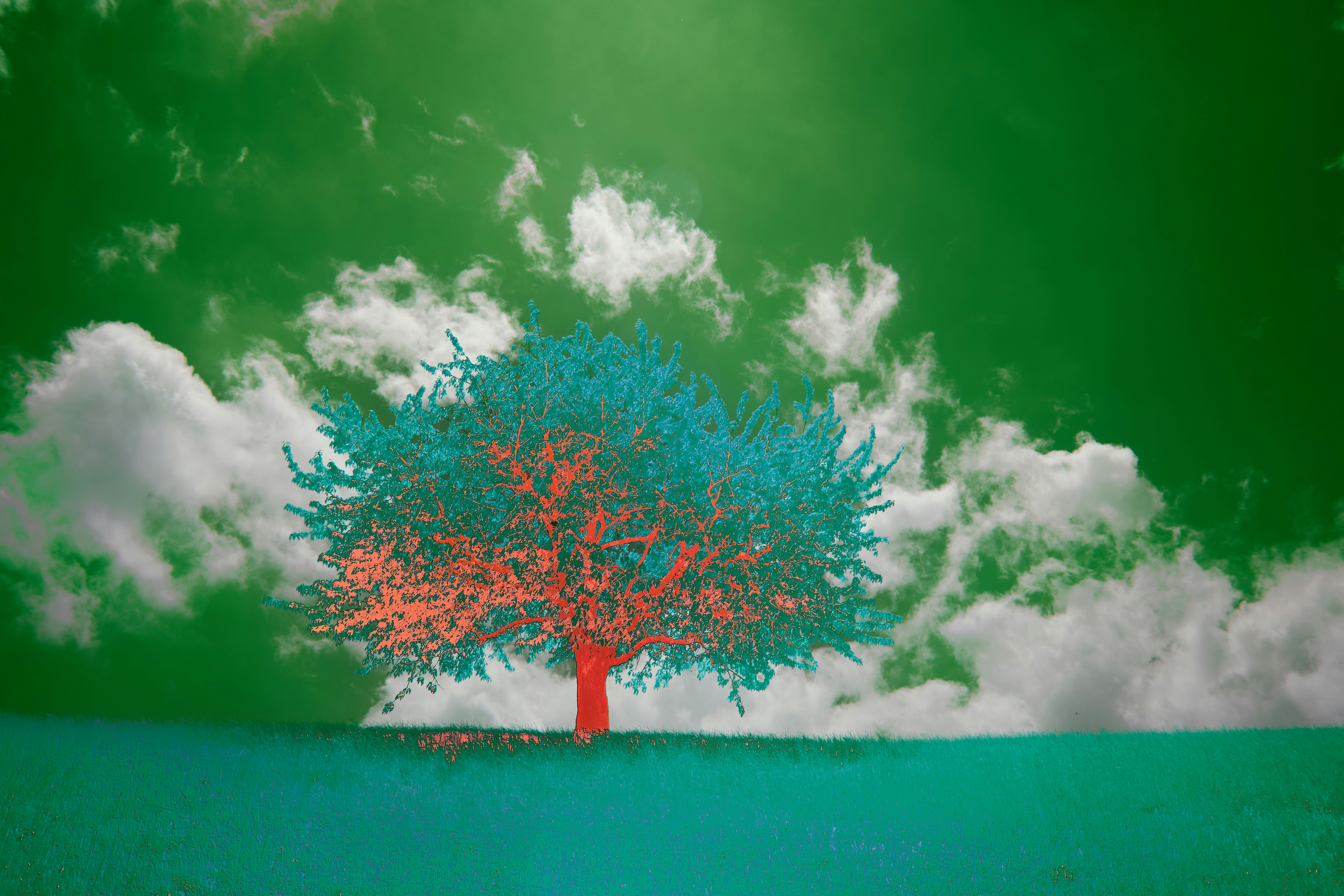 Photo by wolfgang_hasselmann