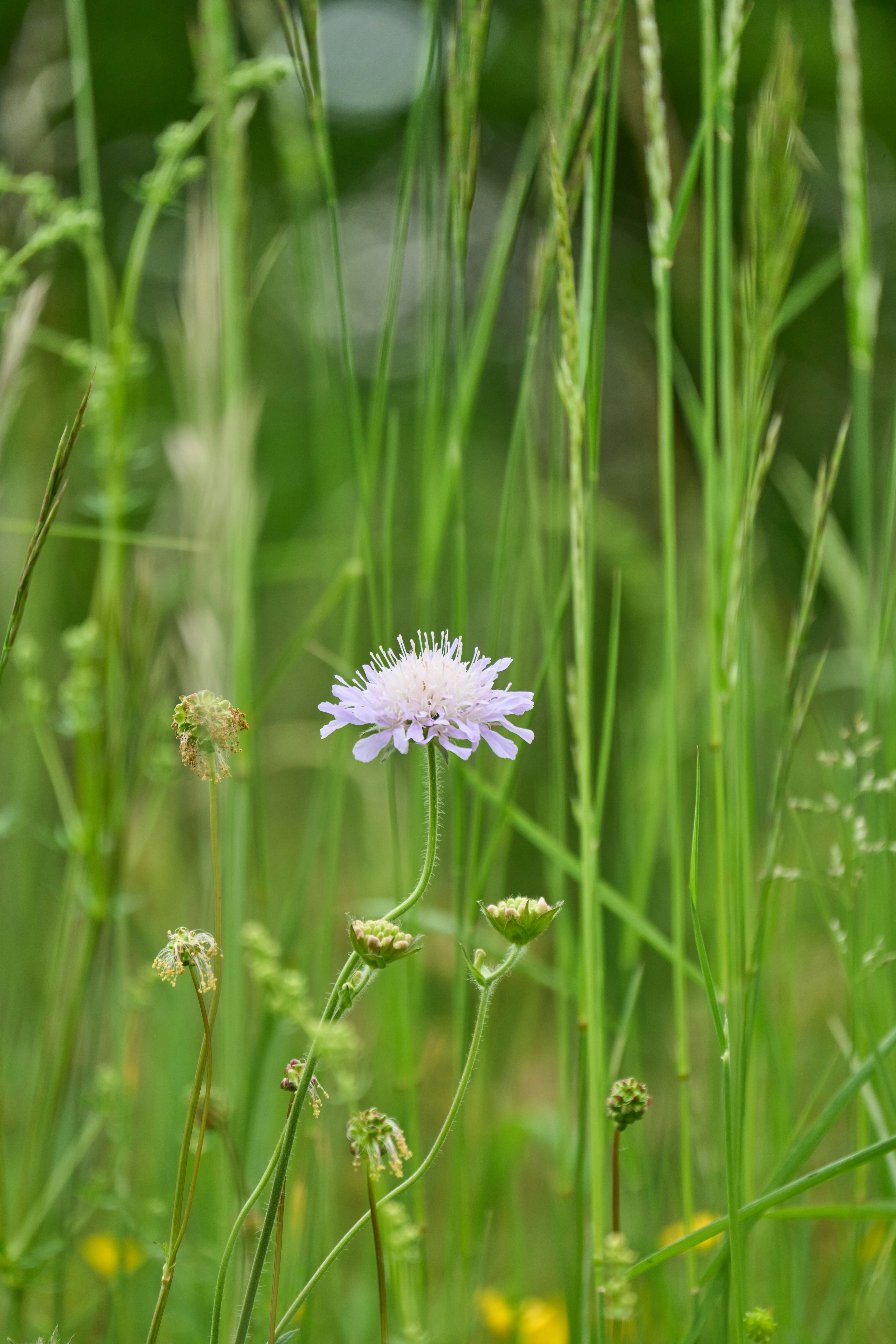 Photo by wolfgang_hasselmann