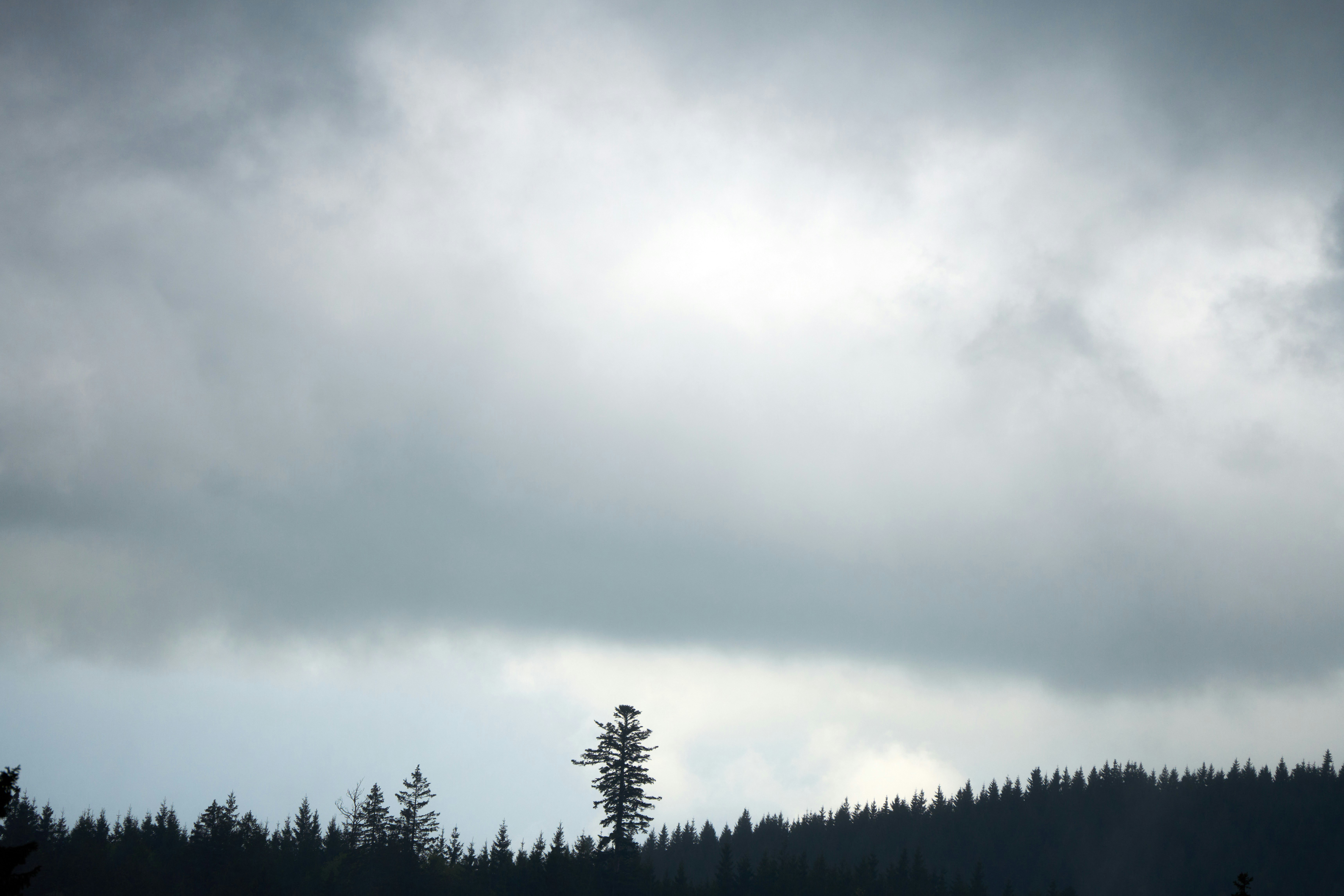 Photo by wolfgang_hasselmann