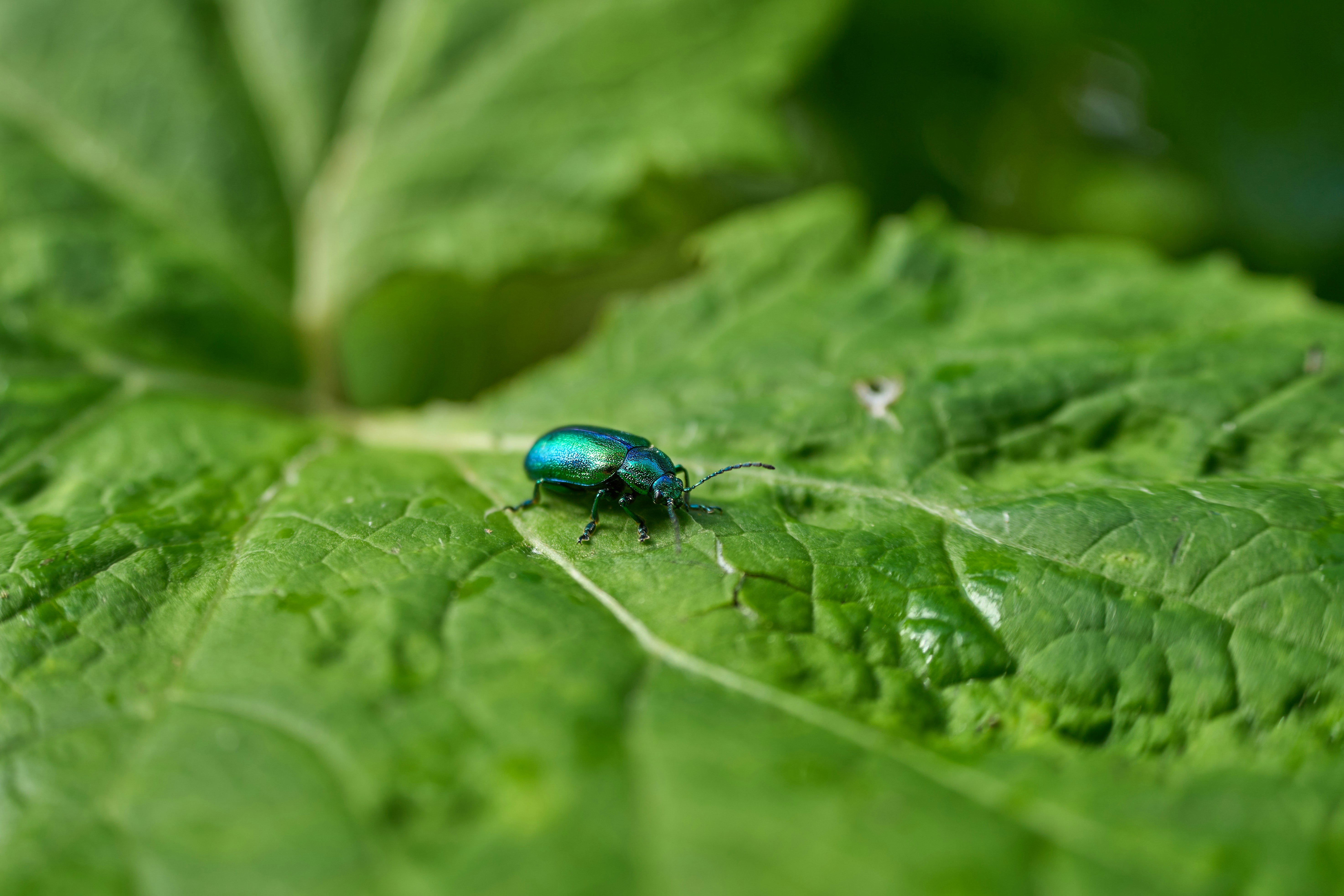 Photo by wolfgang_hasselmann