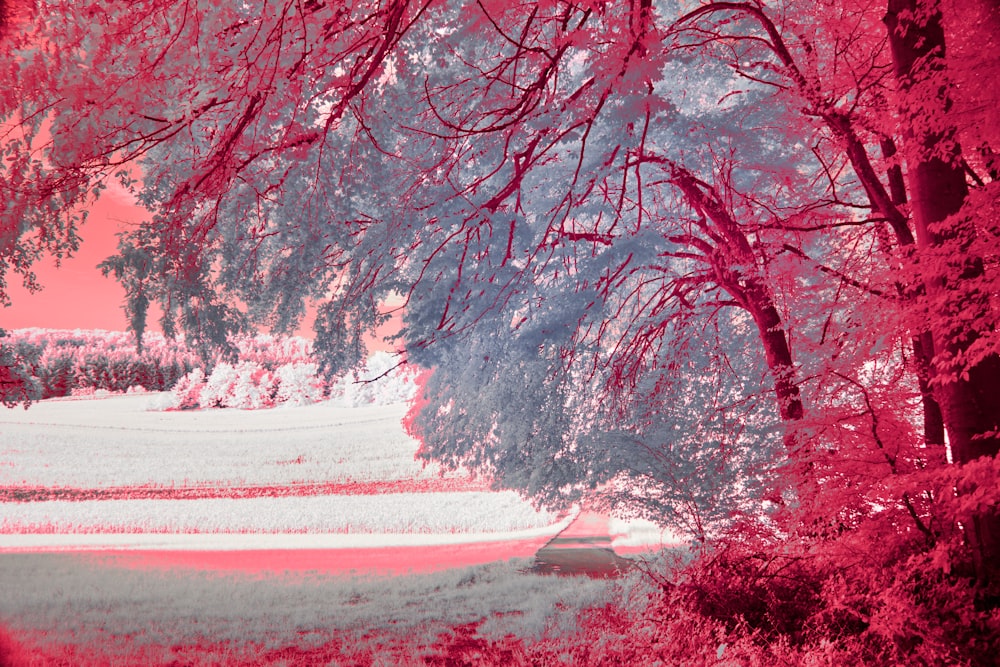 a infrared image of trees and a bench in a park