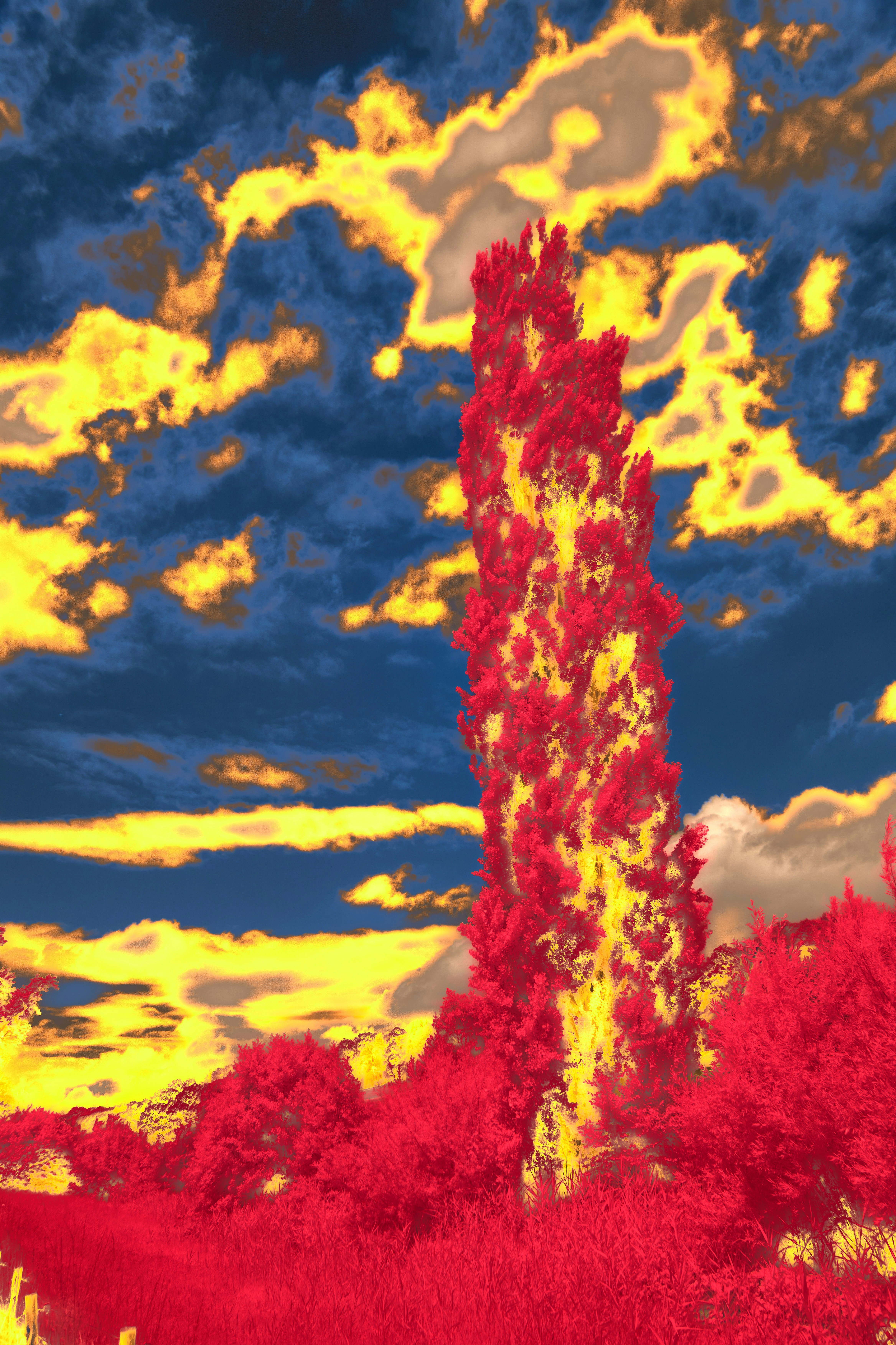 Une photo rouge et jaune d’un grand arbre photo – Photo Montagne ...