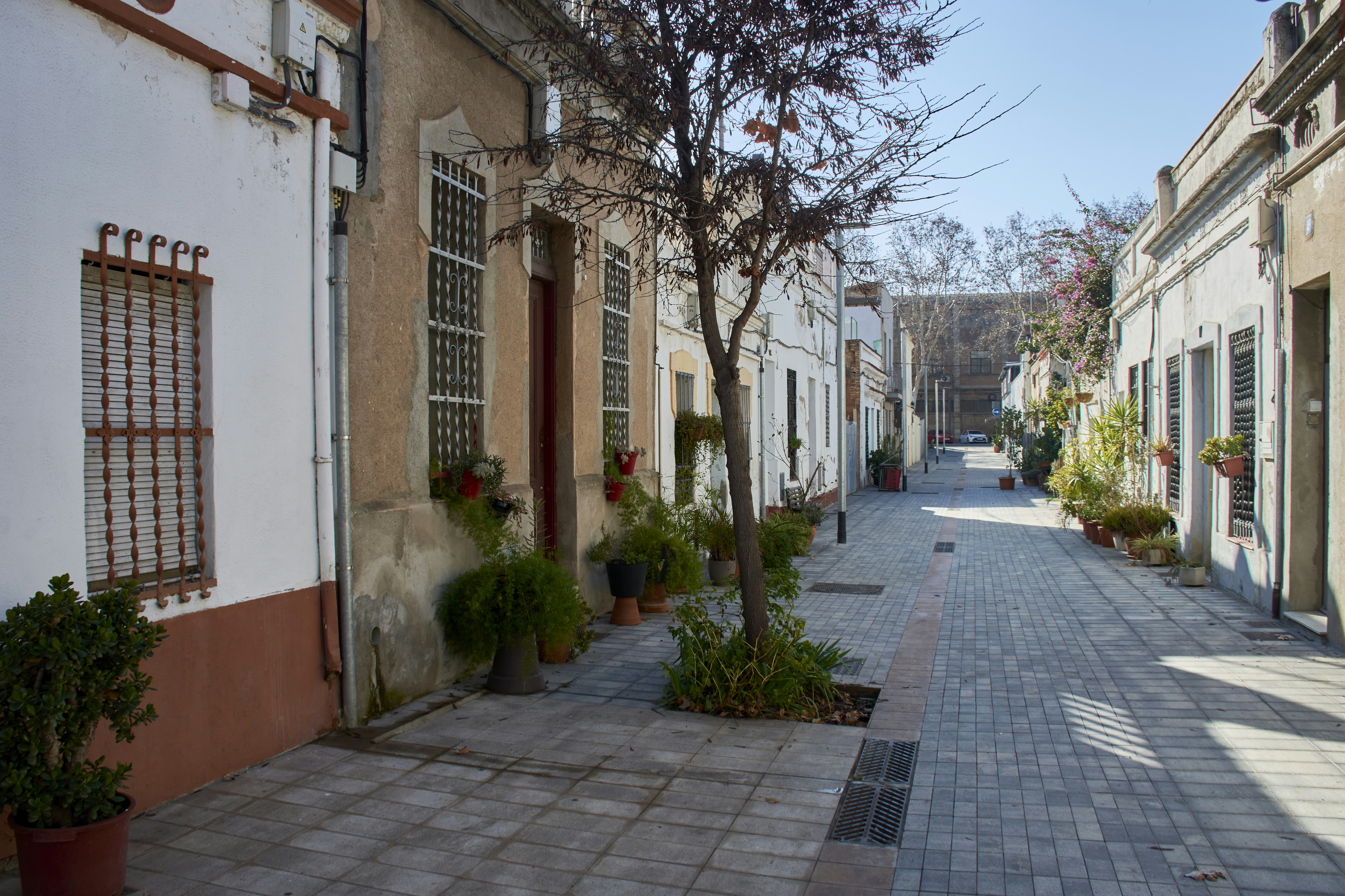 a narrow street lined with potted plants and trees