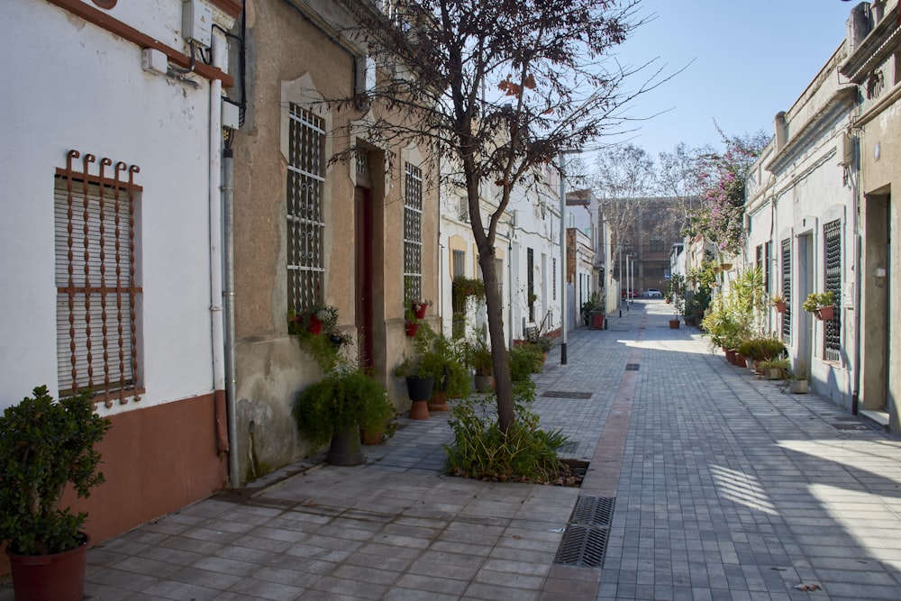 a narrow street lined with potted plants and trees