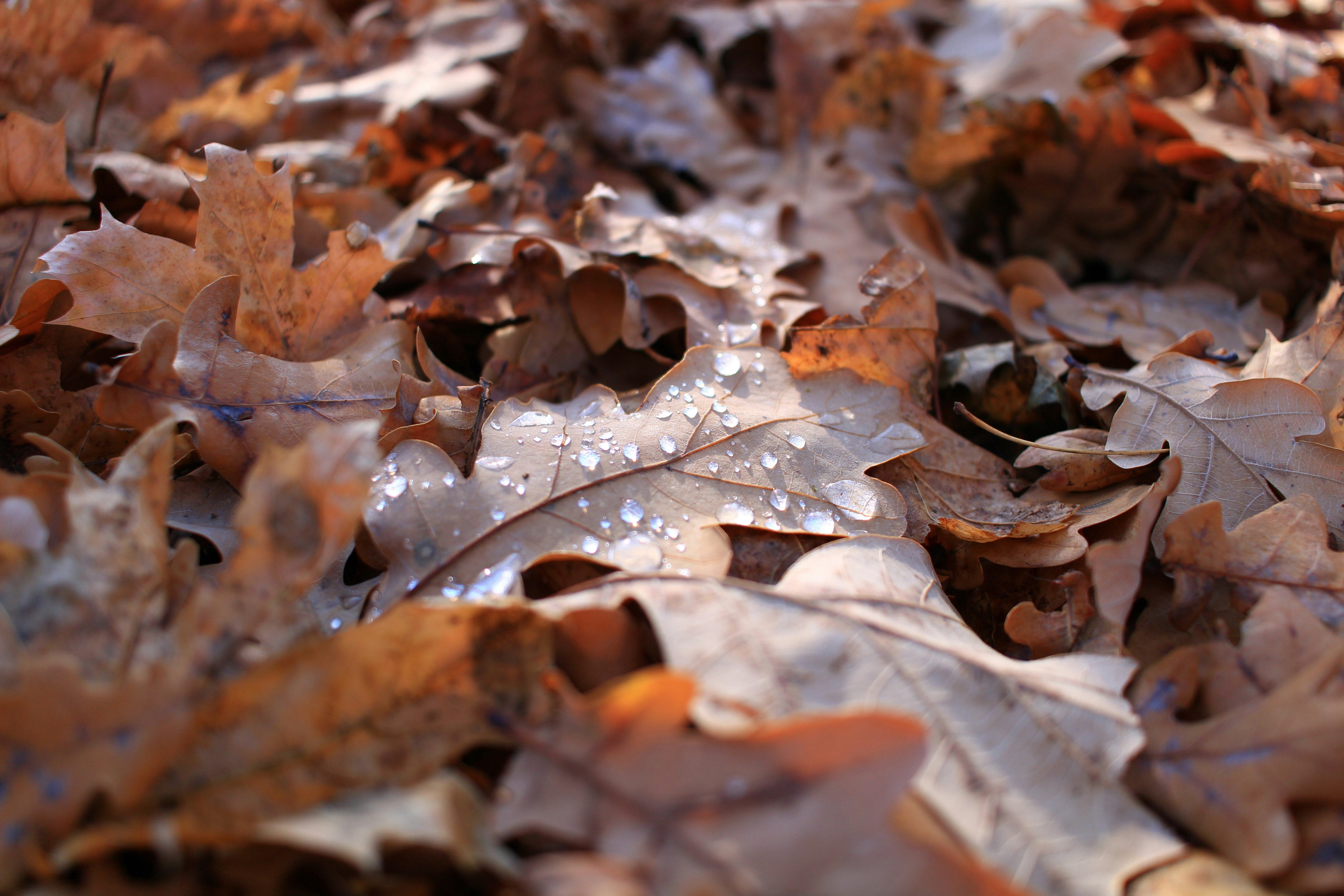 a bunch of leaves that are laying on the ground