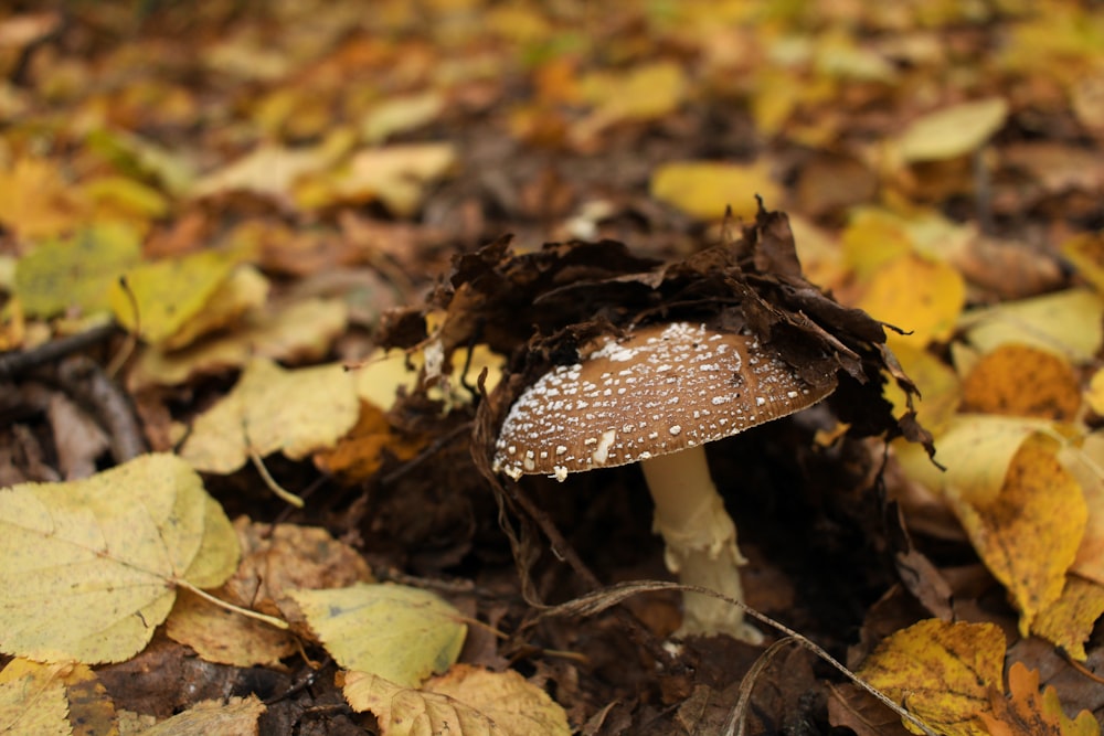 a close up of a mushroom on the ground