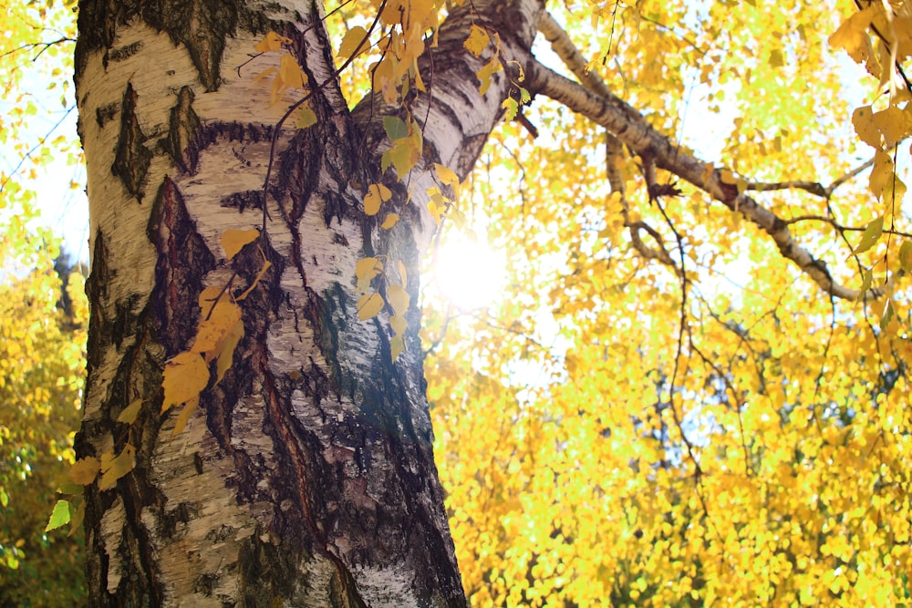 a close up of a tree with yellow leaves