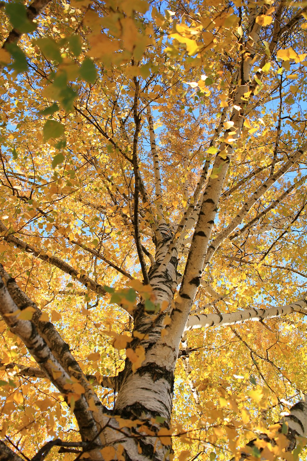 a tall tree with lots of yellow leaves