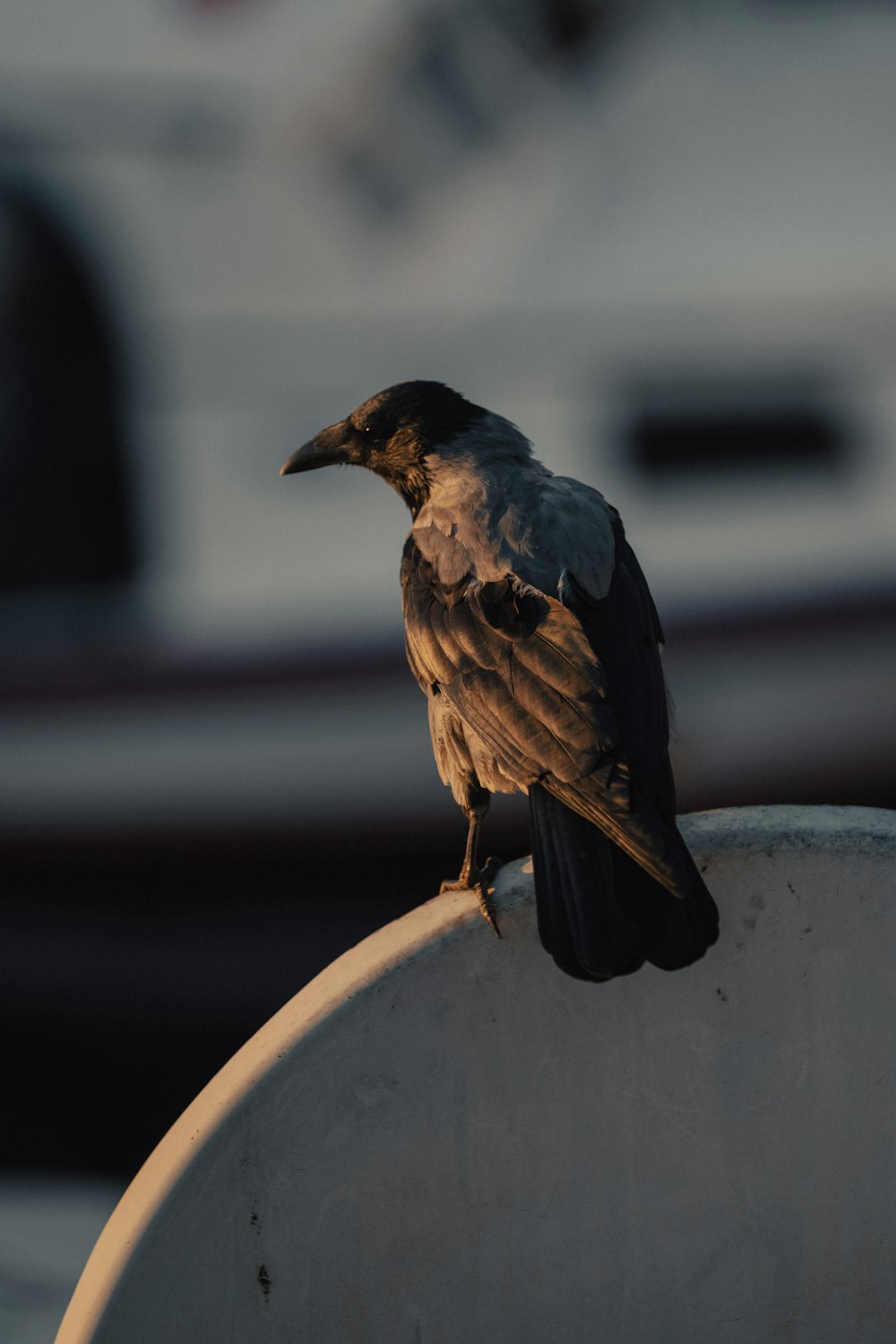 a black bird sitting on top of a white object