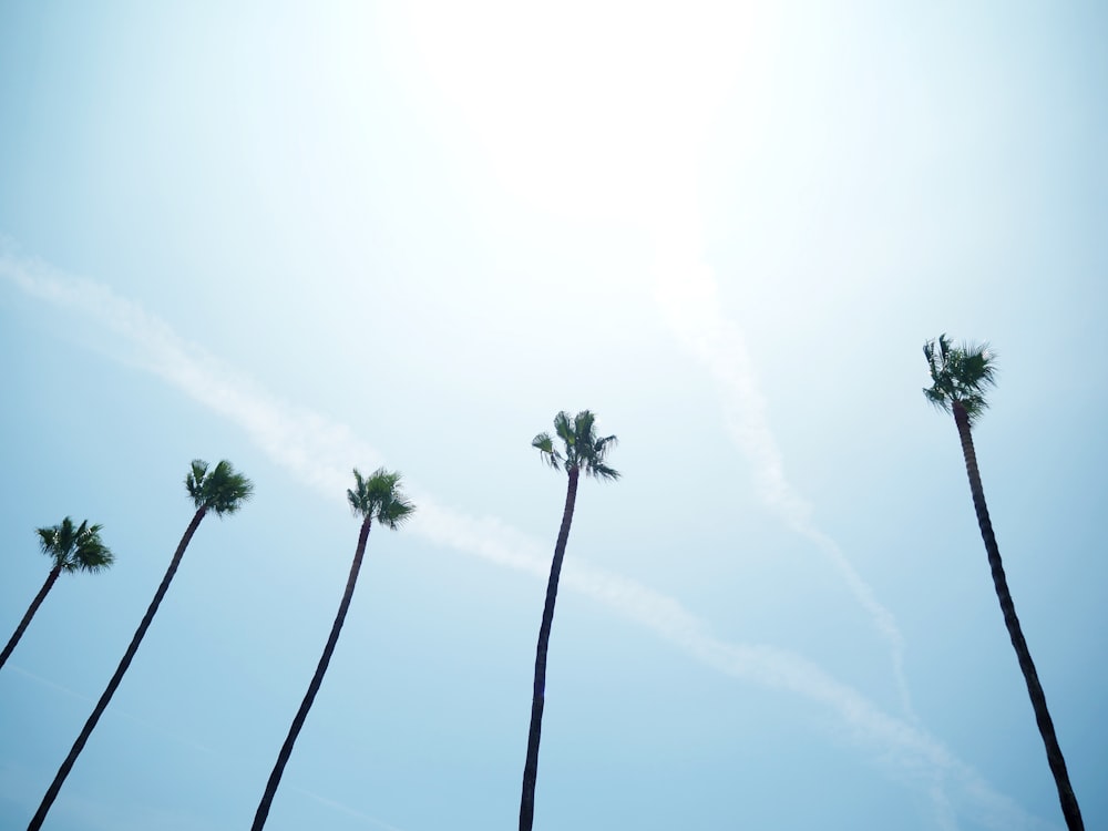 a row of palm trees against a blue sky