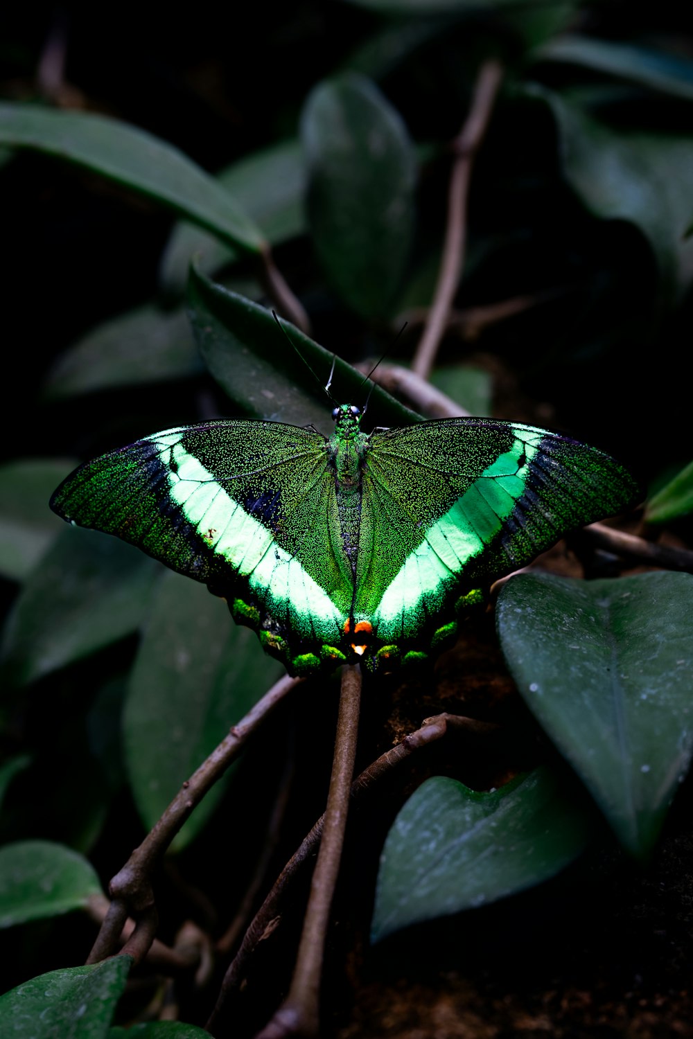 a green and black butterfly sitting on top of a leaf