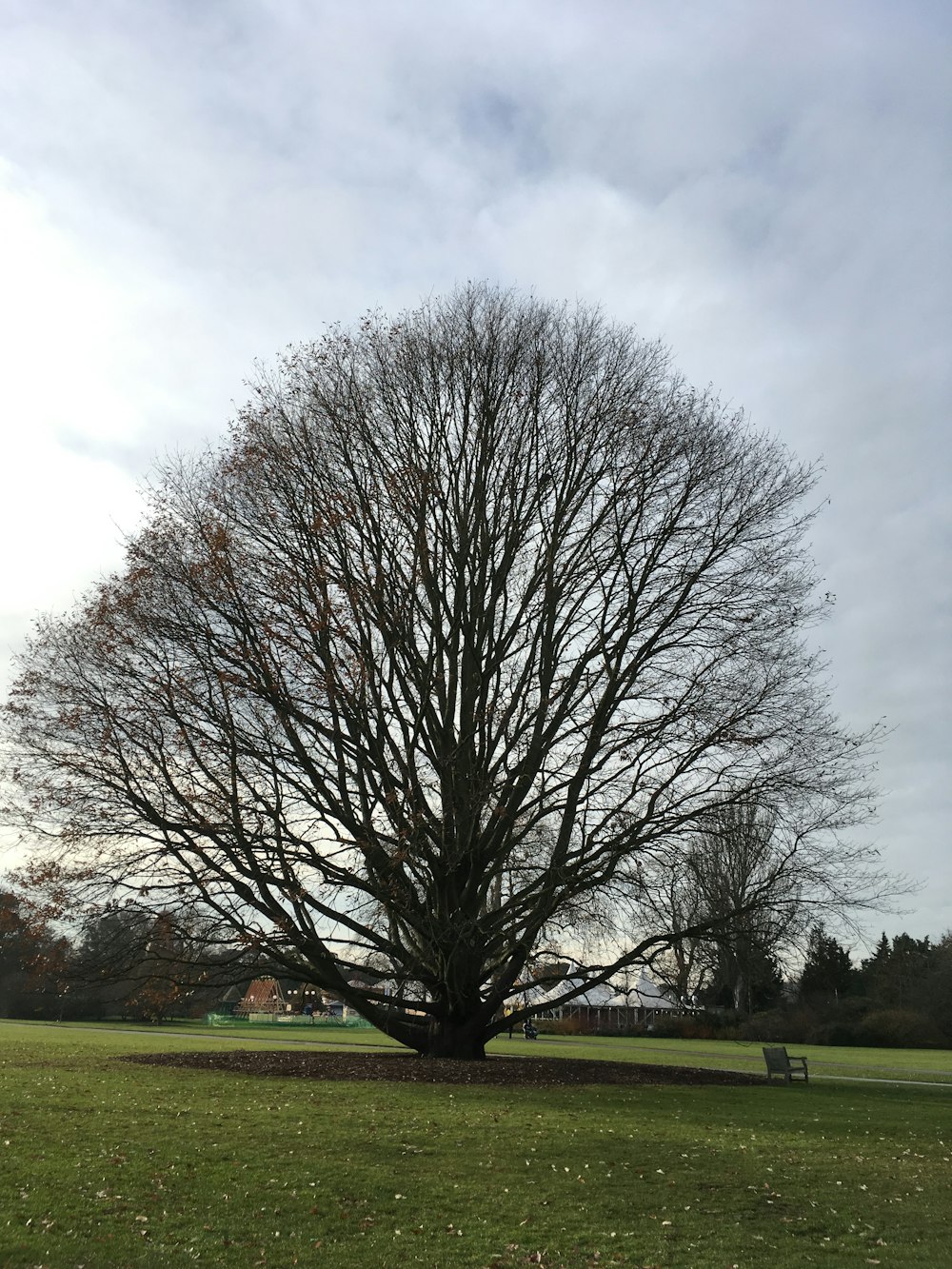 ein großer Baum ohne Blätter in einem Park