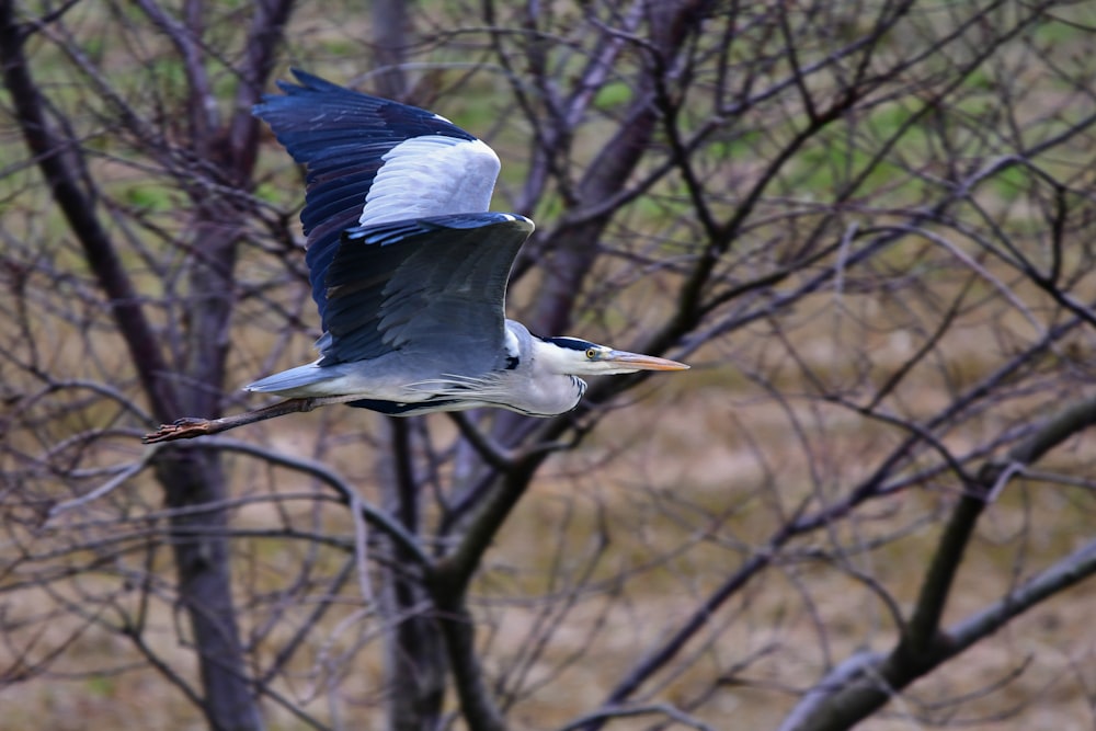 un grande uccello che vola sopra un albero pieno di foglie