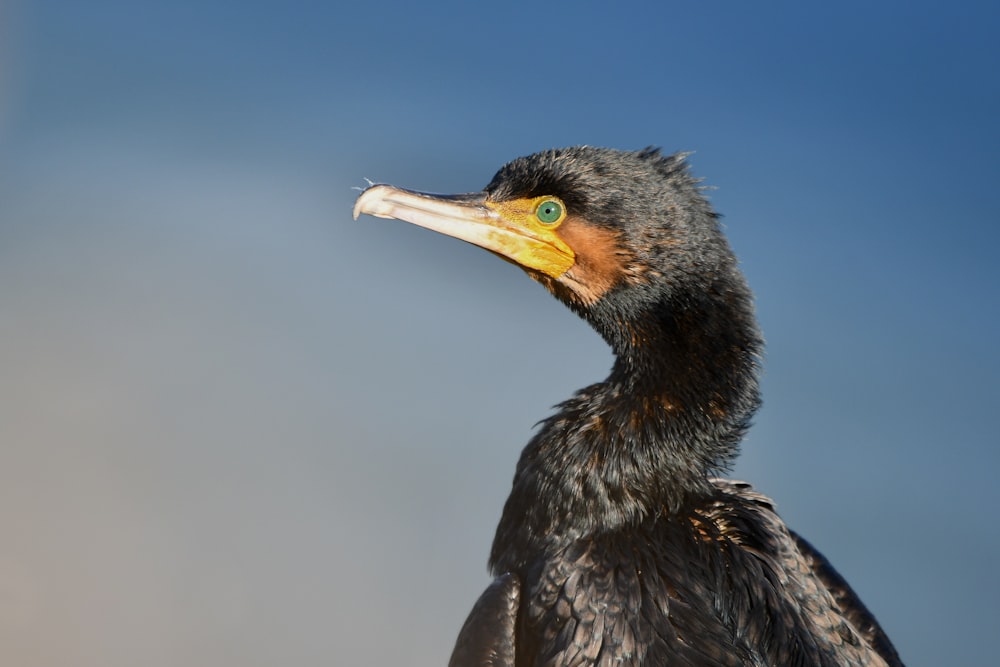 a close up of a bird with a sky background