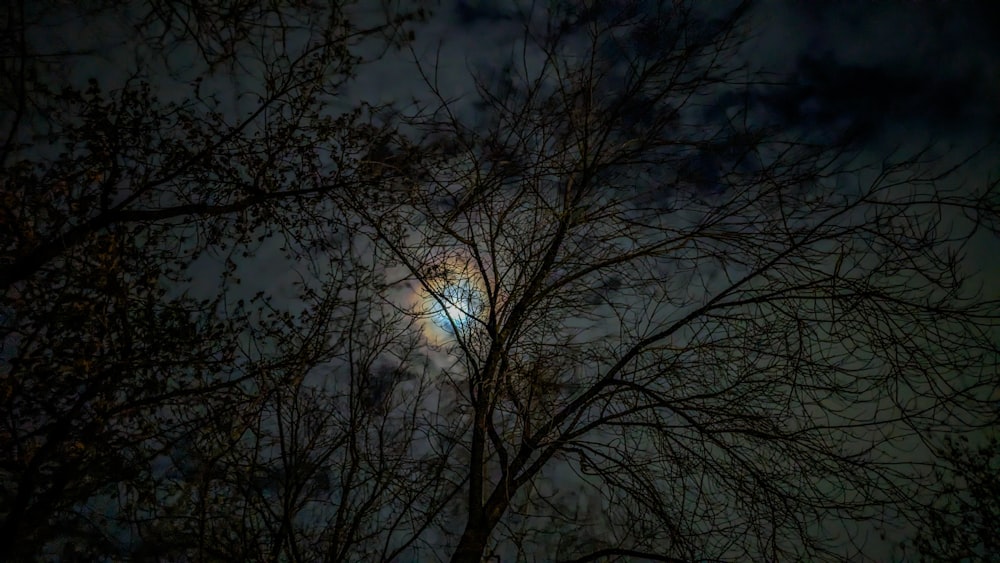 a full moon seen through the branches of a tree