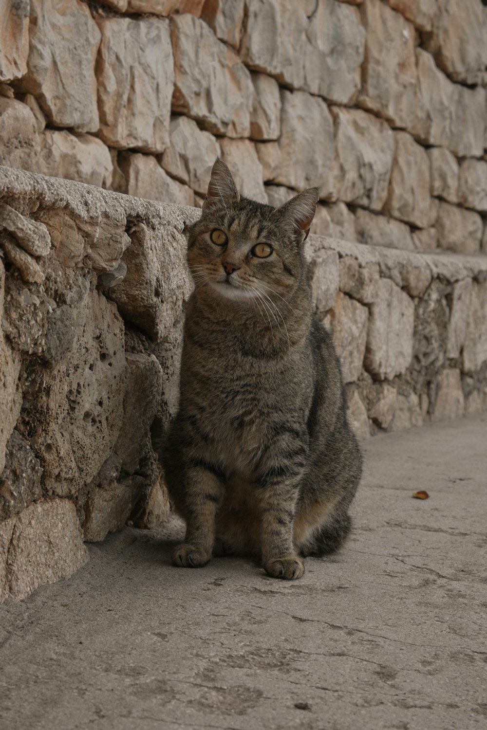 a cat sitting next to a stone wall