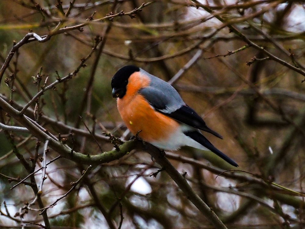 a bird sitting on a branch of a tree