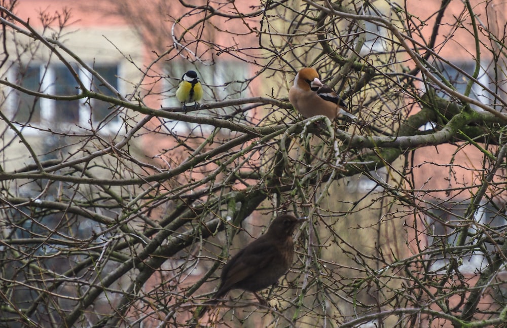 a couple of birds sitting on top of a tree branch