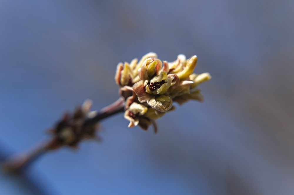 a close up of a flower on a tree branch