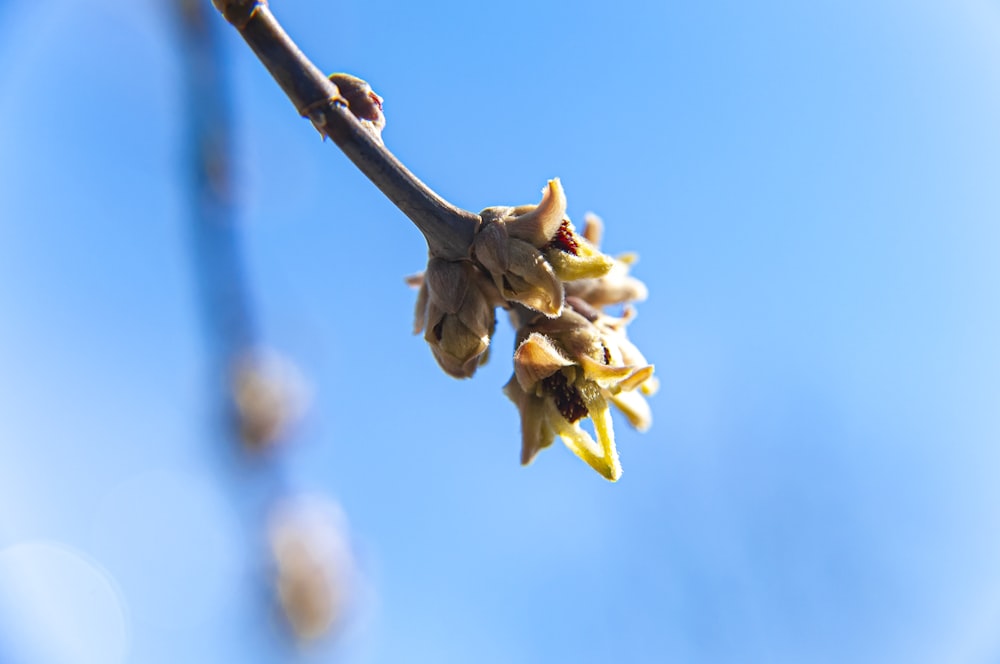 a close up of a flower on a tree branch