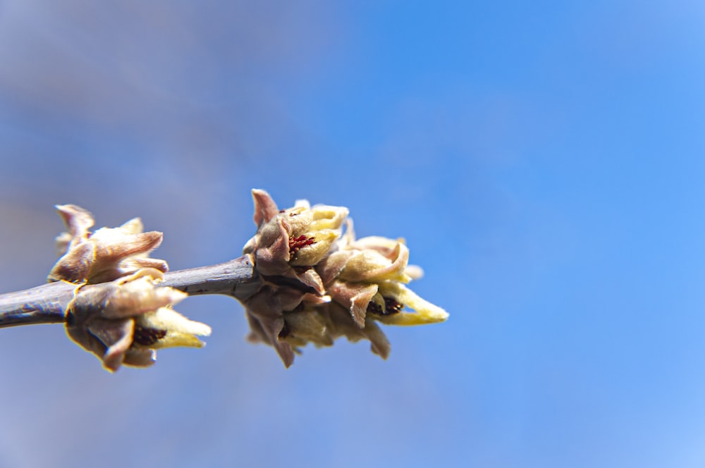 a close up of a branch with flowers on it