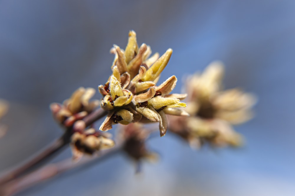 a close up of a flower bud on a tree