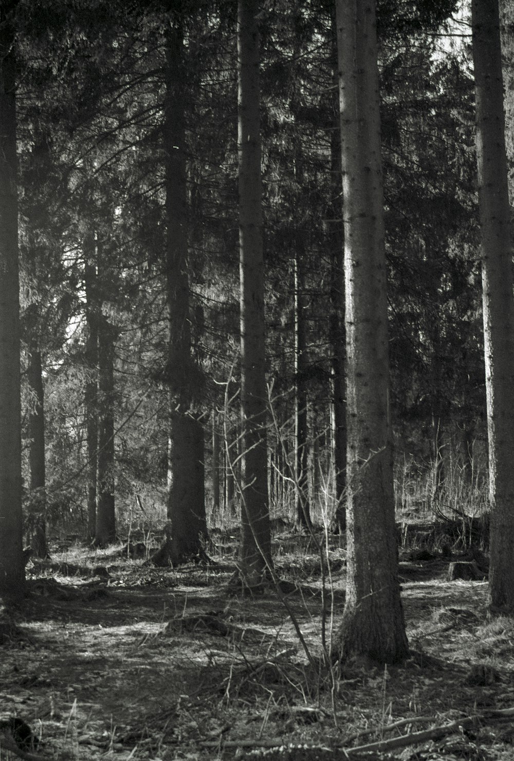 a black and white photo of a forest