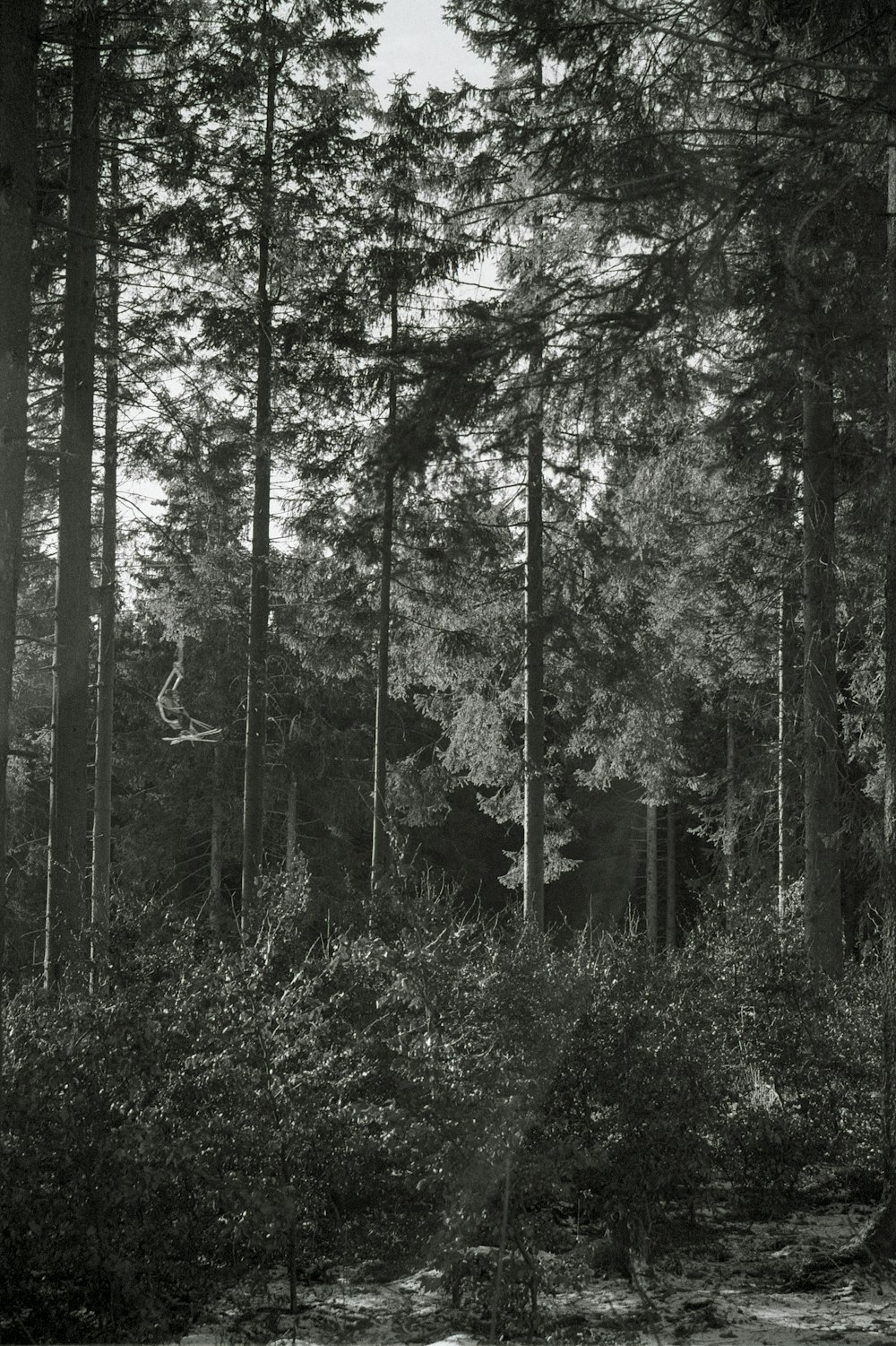 a black and white photo of a forest