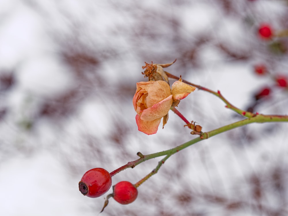 a branch with some red berries on it