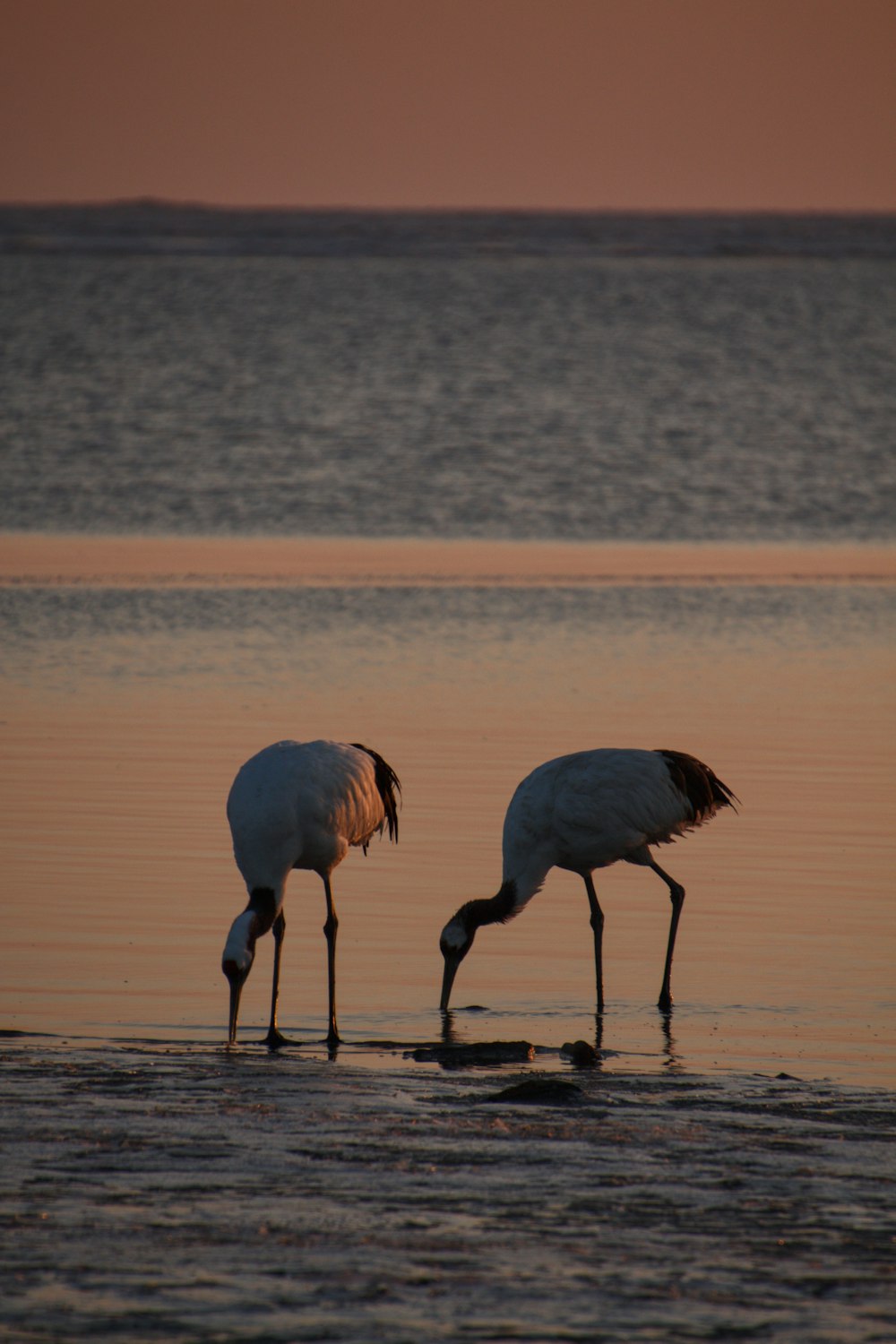 a couple of birds that are standing in the water