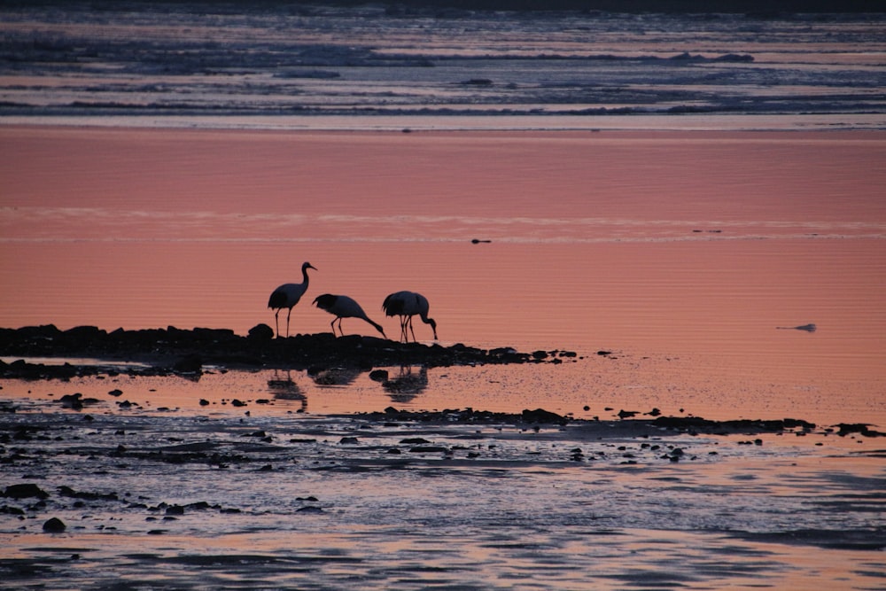 a group of birds standing on top of a beach