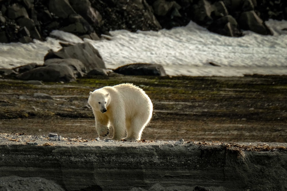 a polar bear walking on a rocky beach