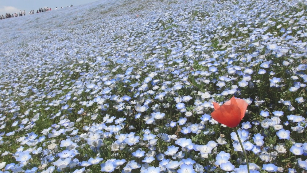 a single red flower in a field of blue flowers