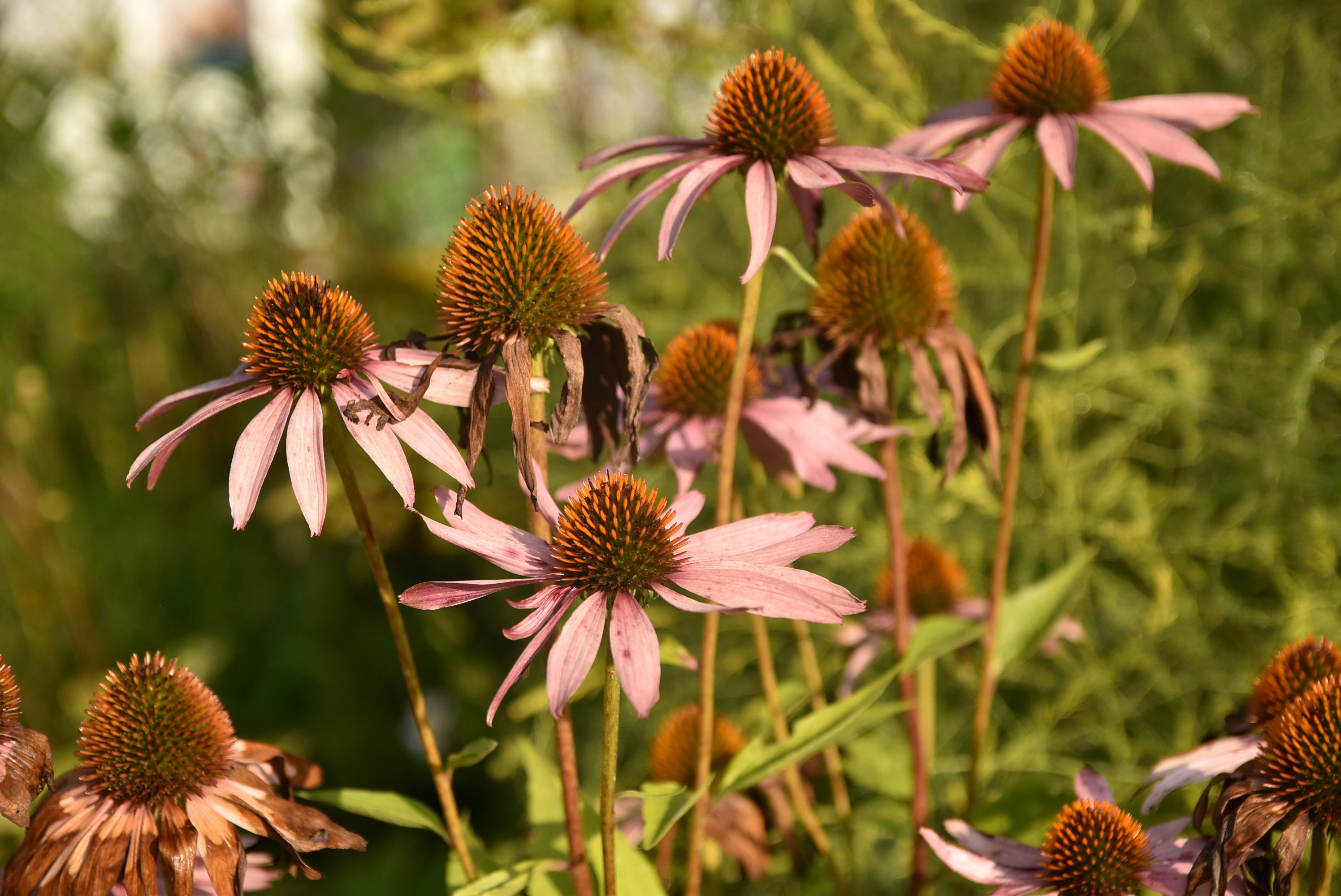 Photo by veronica_chalyj