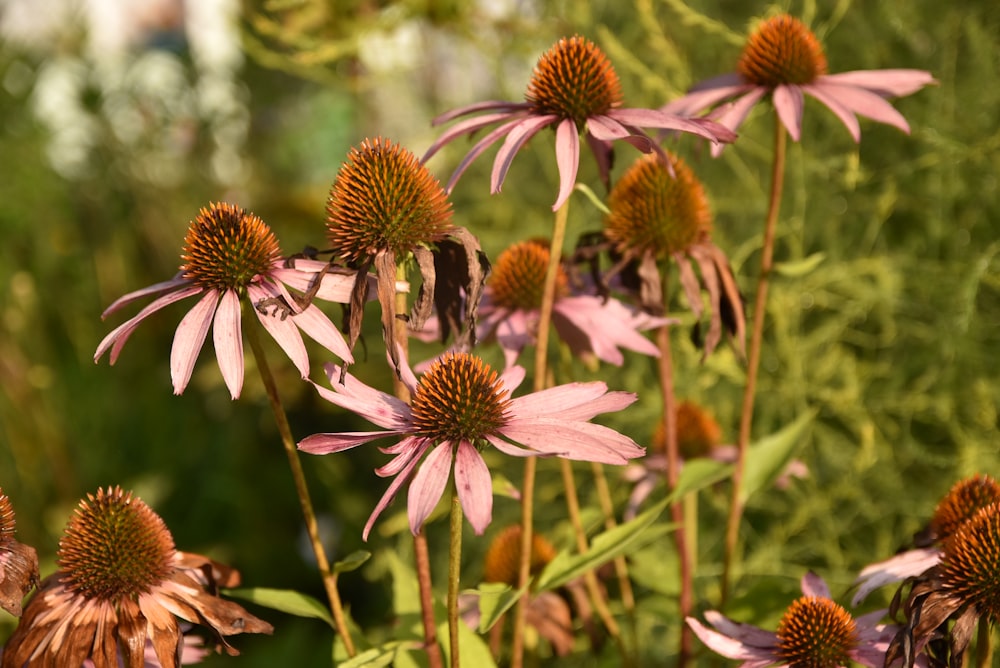 a bunch of flowers that are in the grass