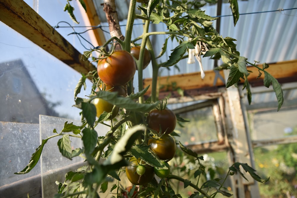 tomatoes growing in a greenhouse on a sunny day