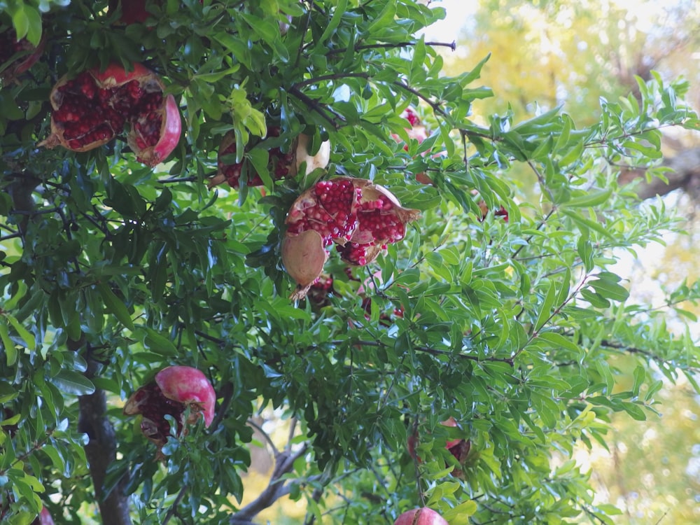 pomegranates growing on the branches of a tree